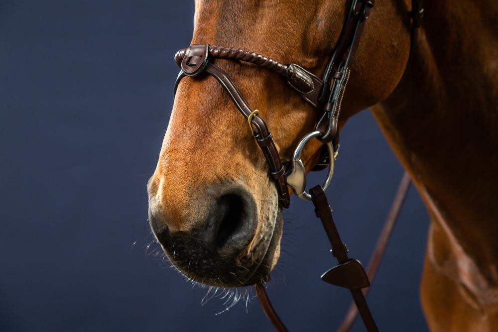 Trense mit Strickreithalfter mit Leder ummantelt