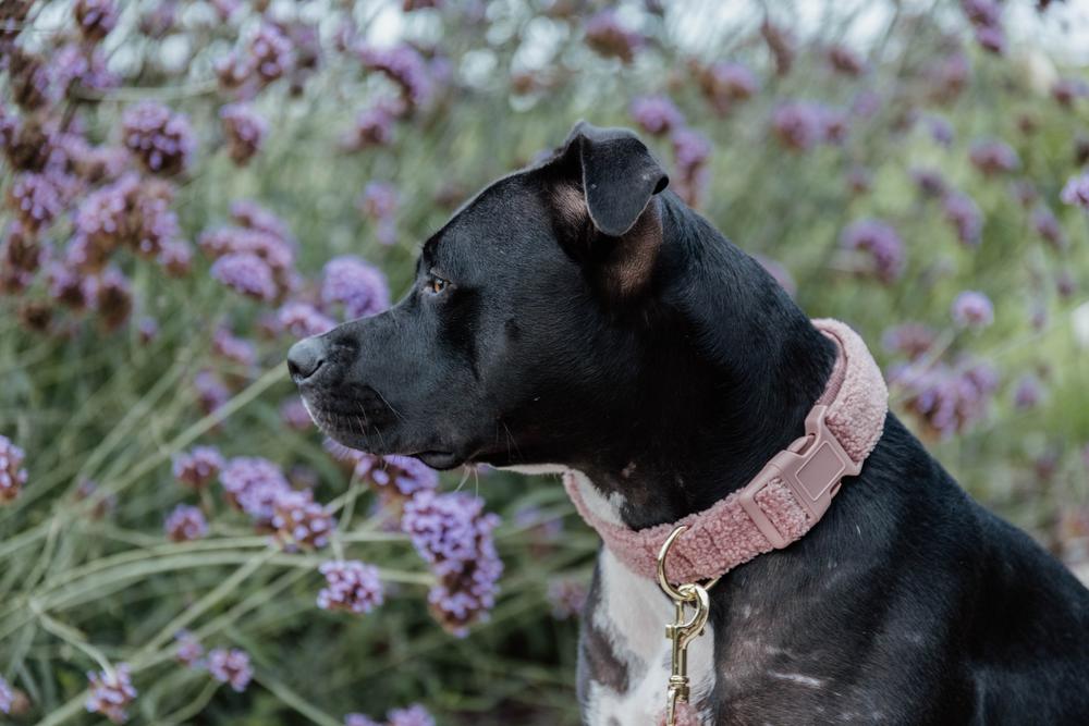 Hundehalsband Teddy Fleece - Kentucky Dogwear