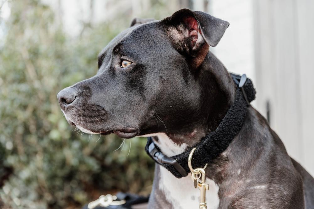 Hundehalsband Teddy Fleece - Kentucky Dogwear