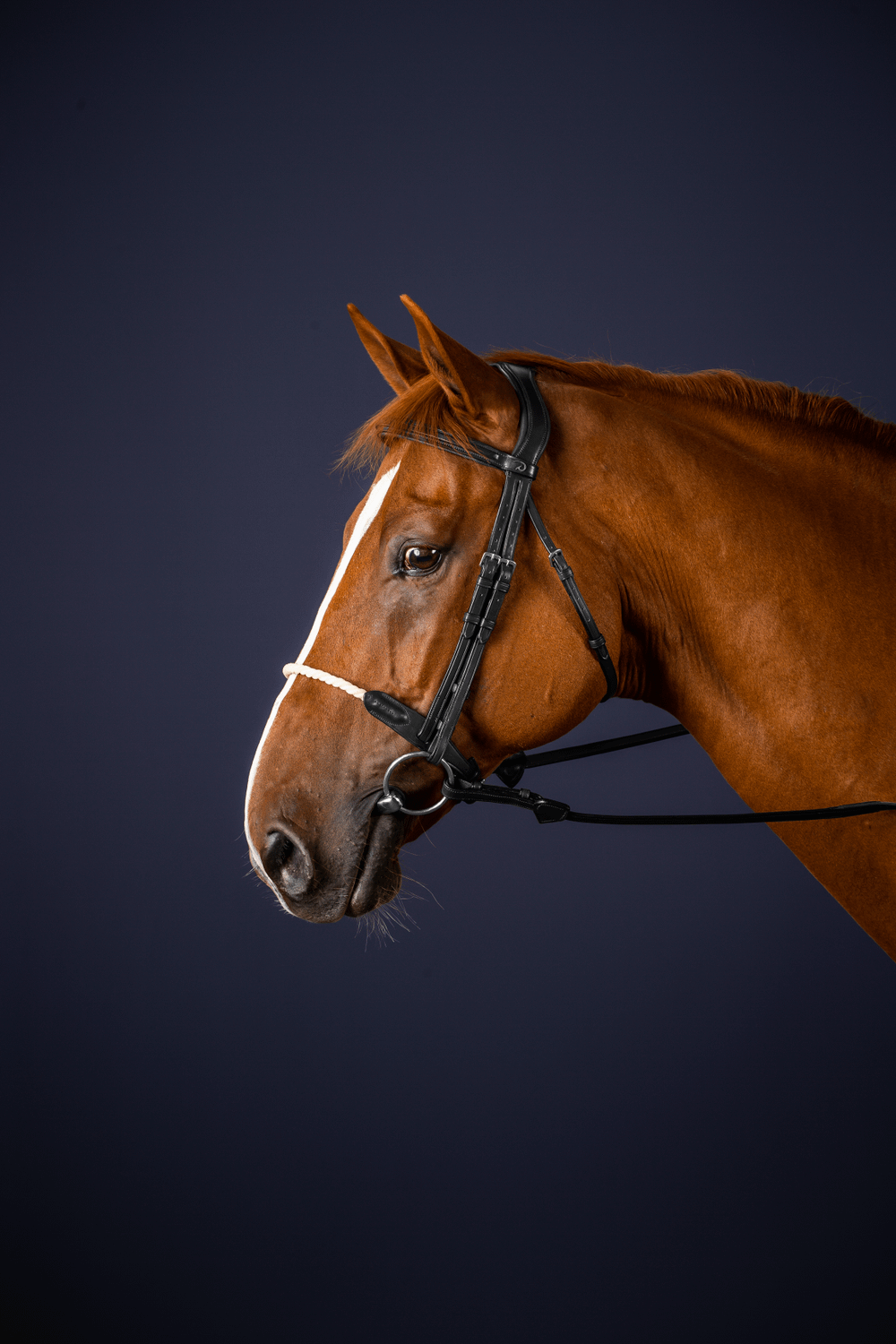 Trense mit Strickreithalfter