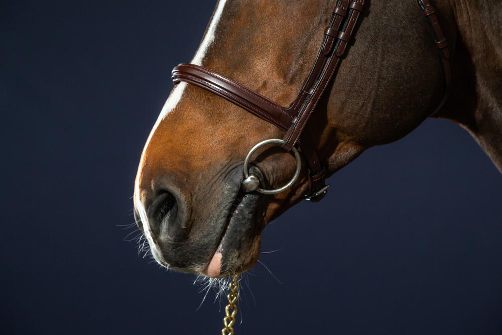 Trense mit kombiniertem Reithalfter