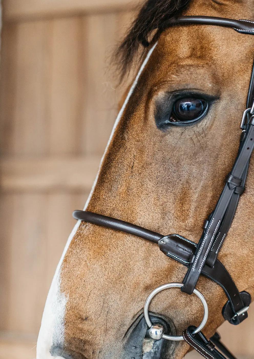 Trense mit runden Lederdetails