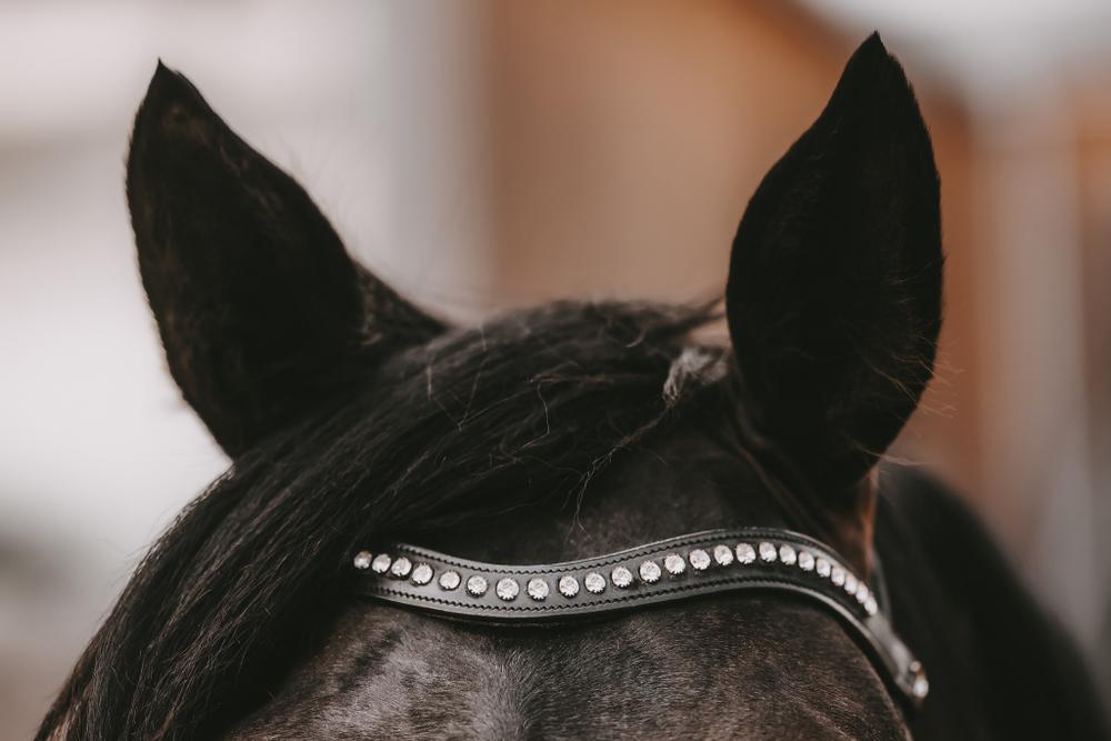 Gerader Stirnriemen mit Messingbeschlägen