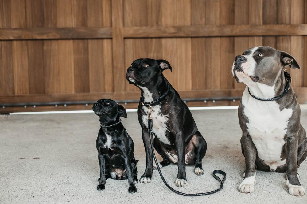 Geflochtene Hundeleine