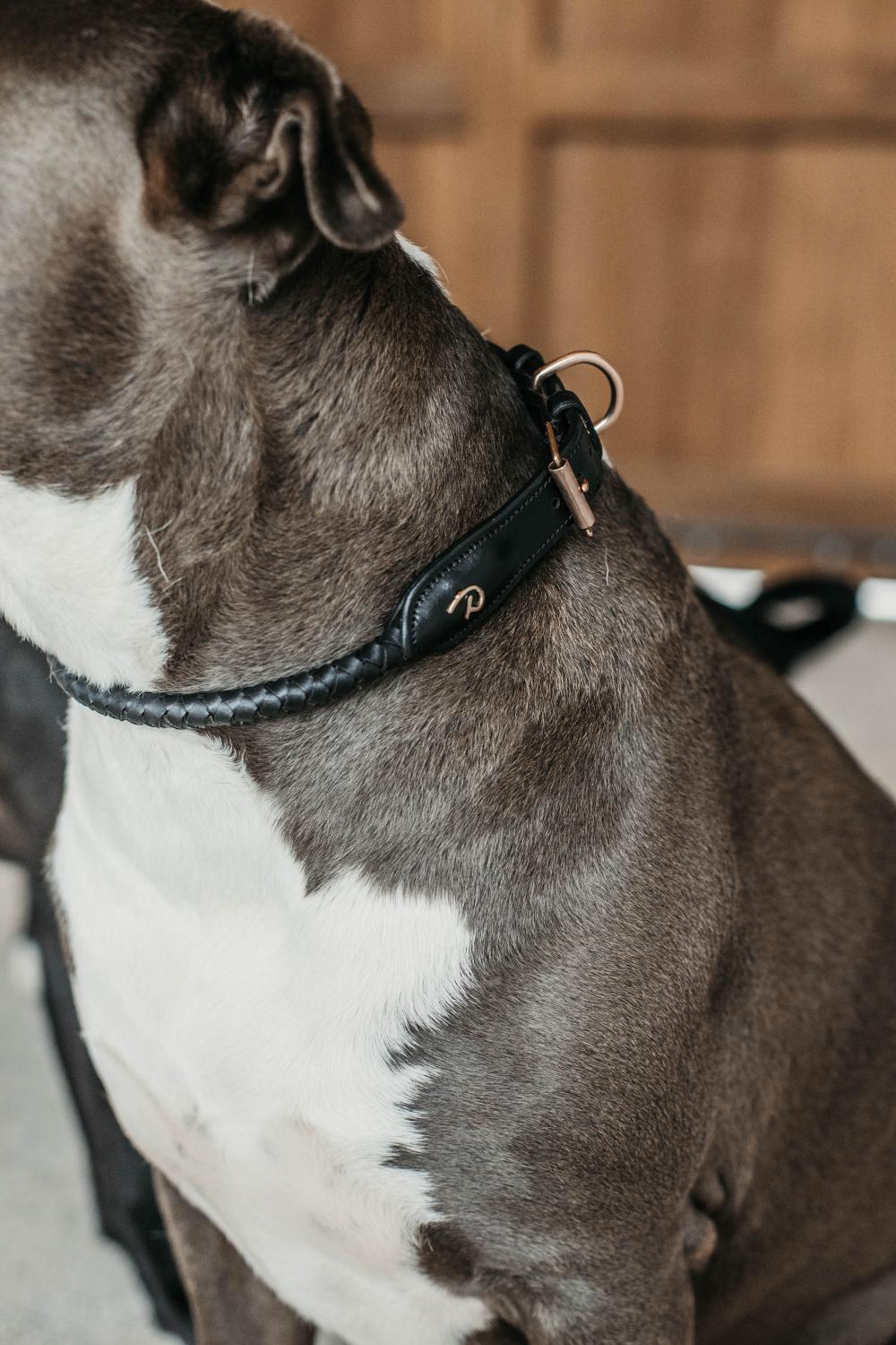 Geflochtenes Hundehalsband