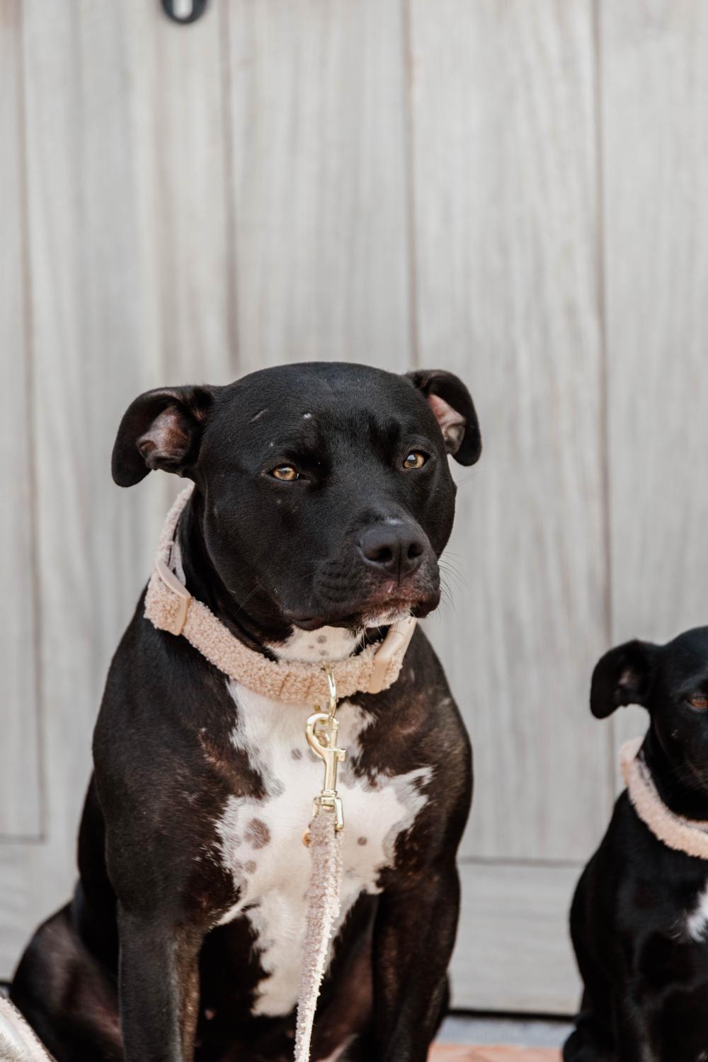 Hundehalsband Teddy Fleece - Kentucky Dogwear