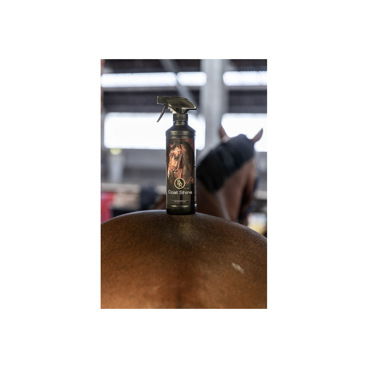 BR Coat Shine 500 ml VE6
