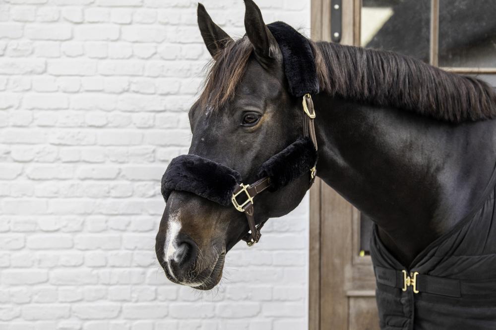 Lammfell Halfterset 4-Teilig - Kentucky Horsewear