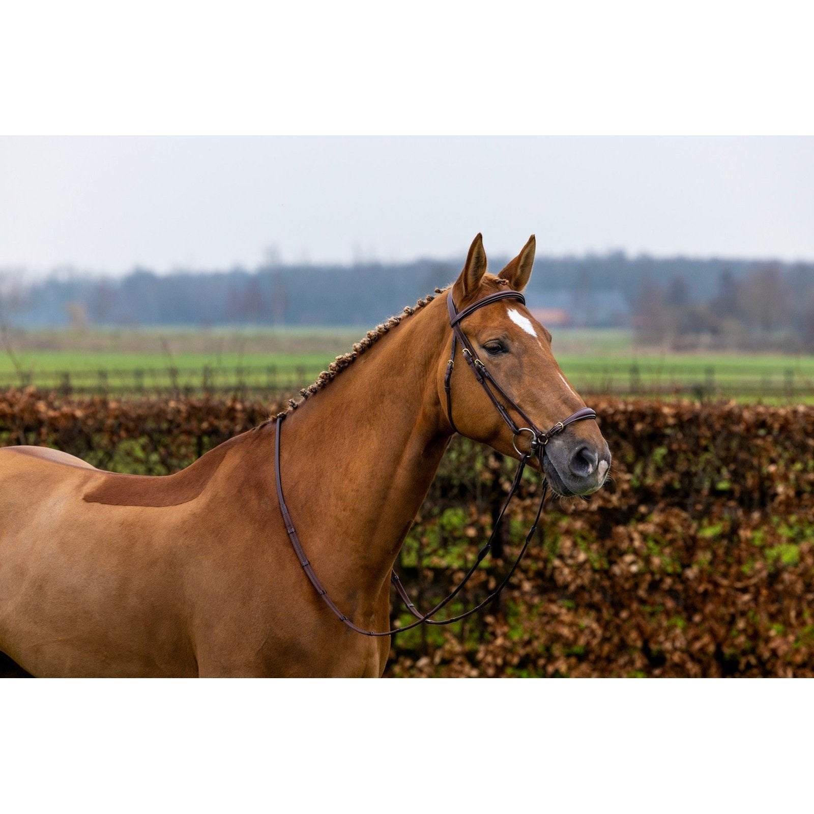 Trense Barcelona mit verstellbarem, hannoverschem Reithalfter