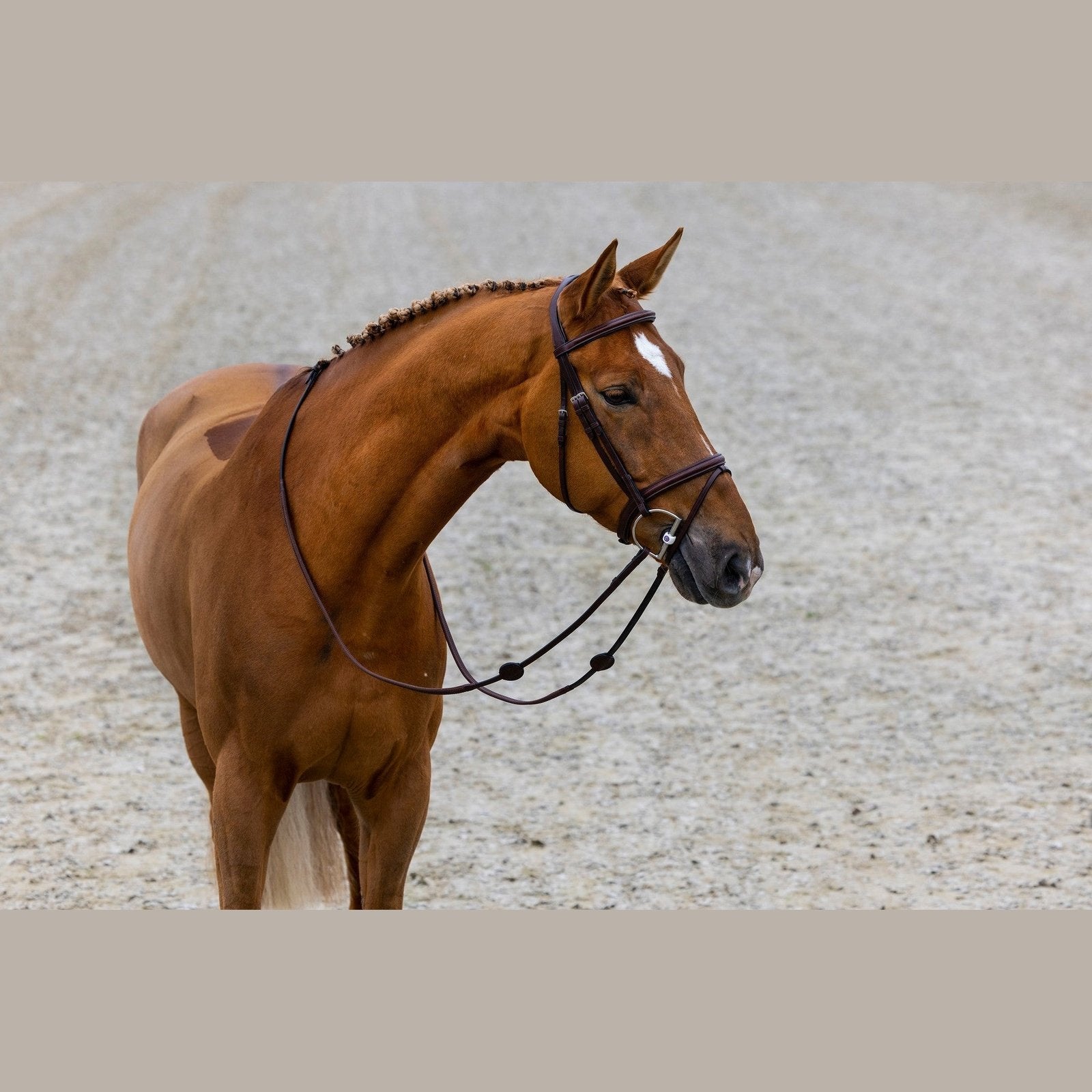 Trense Calgary, englisch