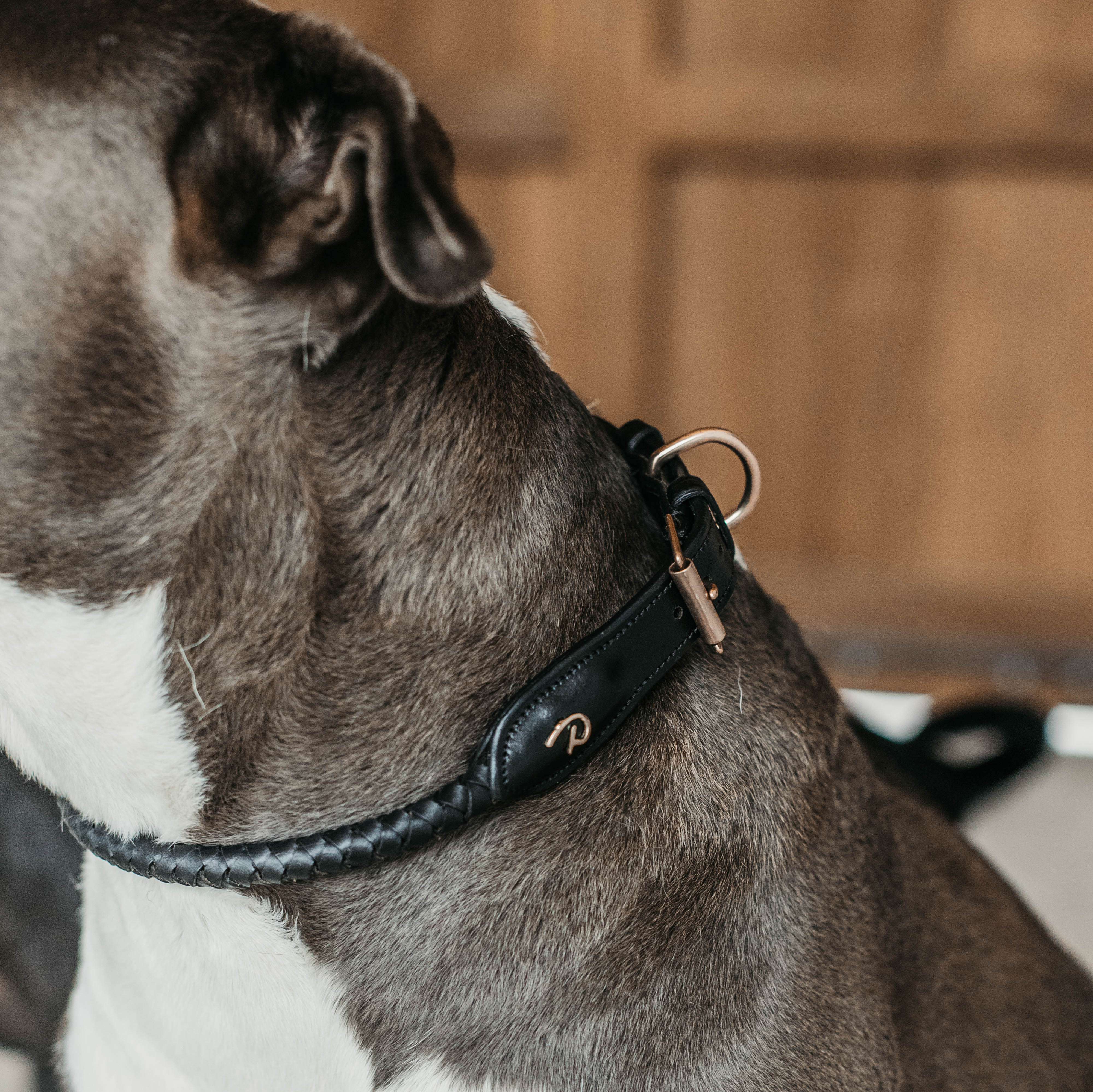 Geflochtenes Hundehalsband