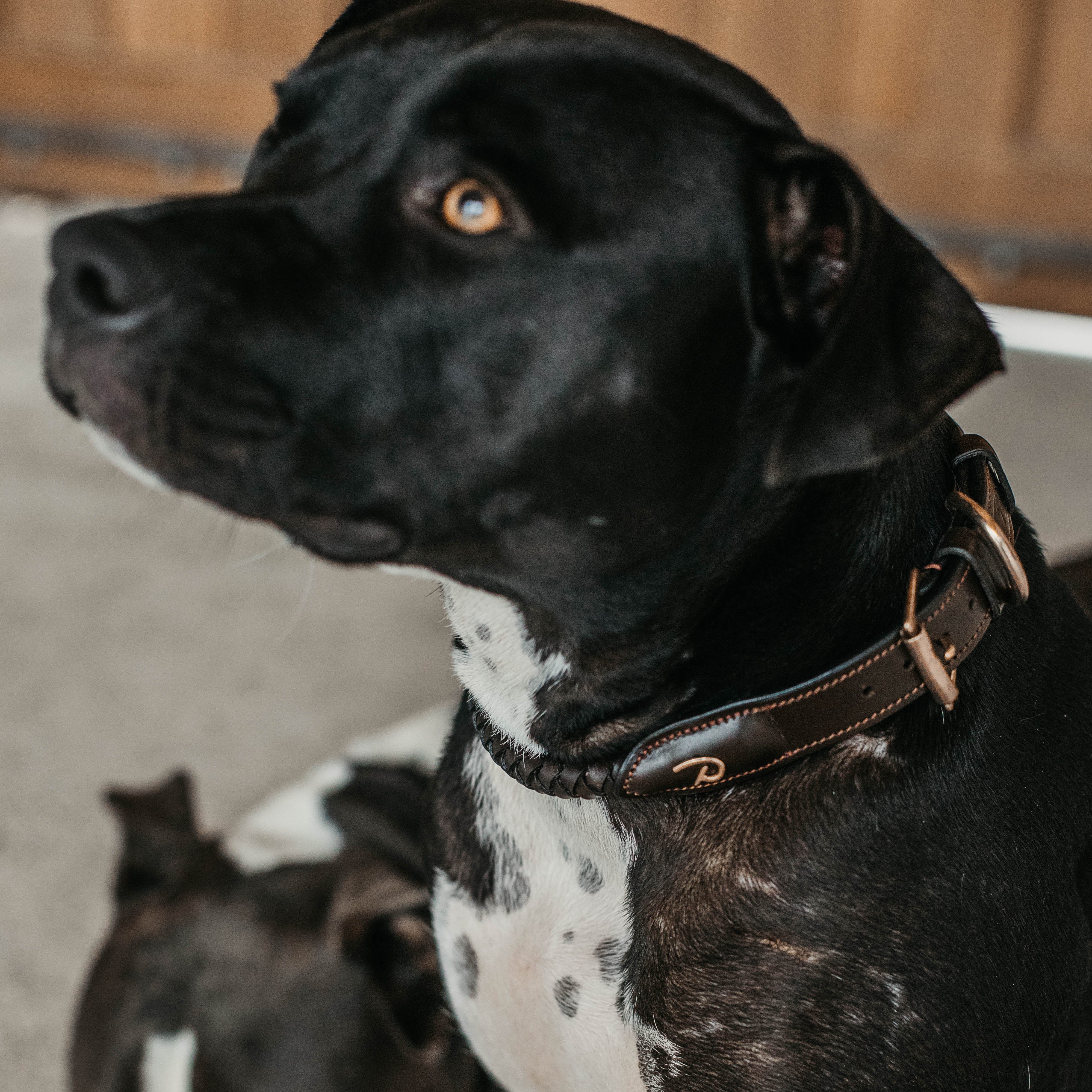 Geflochtenes Hundehalsband