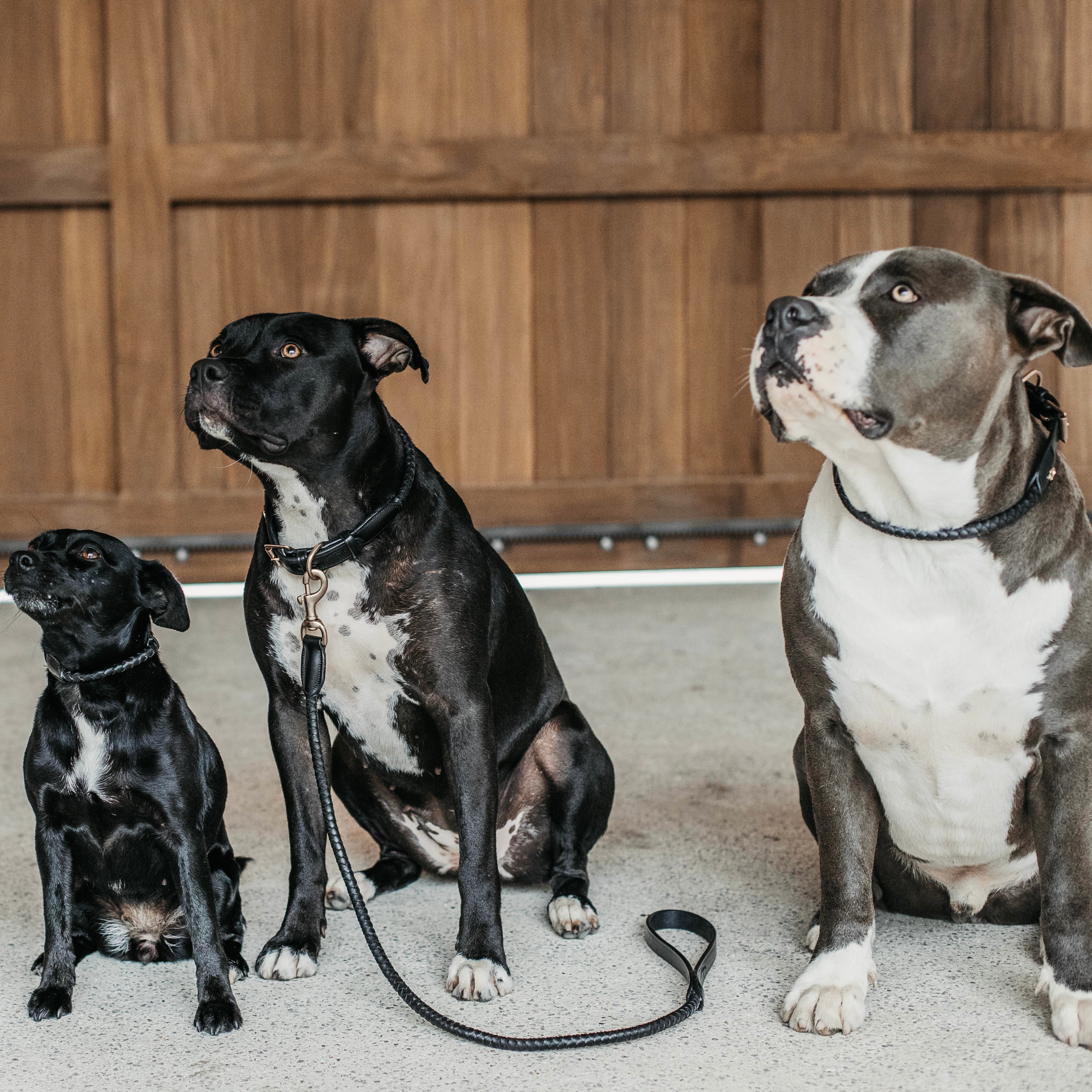 Geflochtenes Hundehalsband