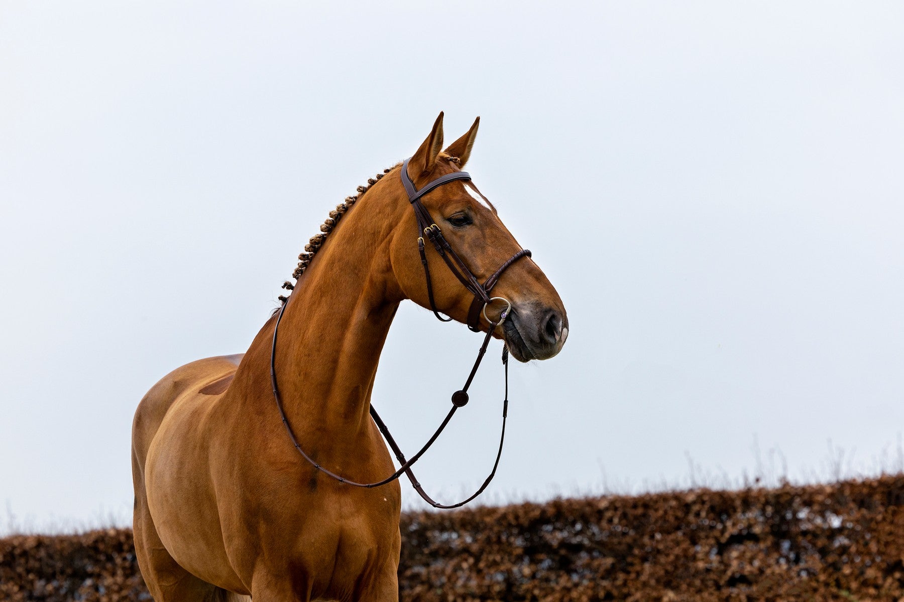 Trense Dublin mit Kordelreithalfter ummantelt