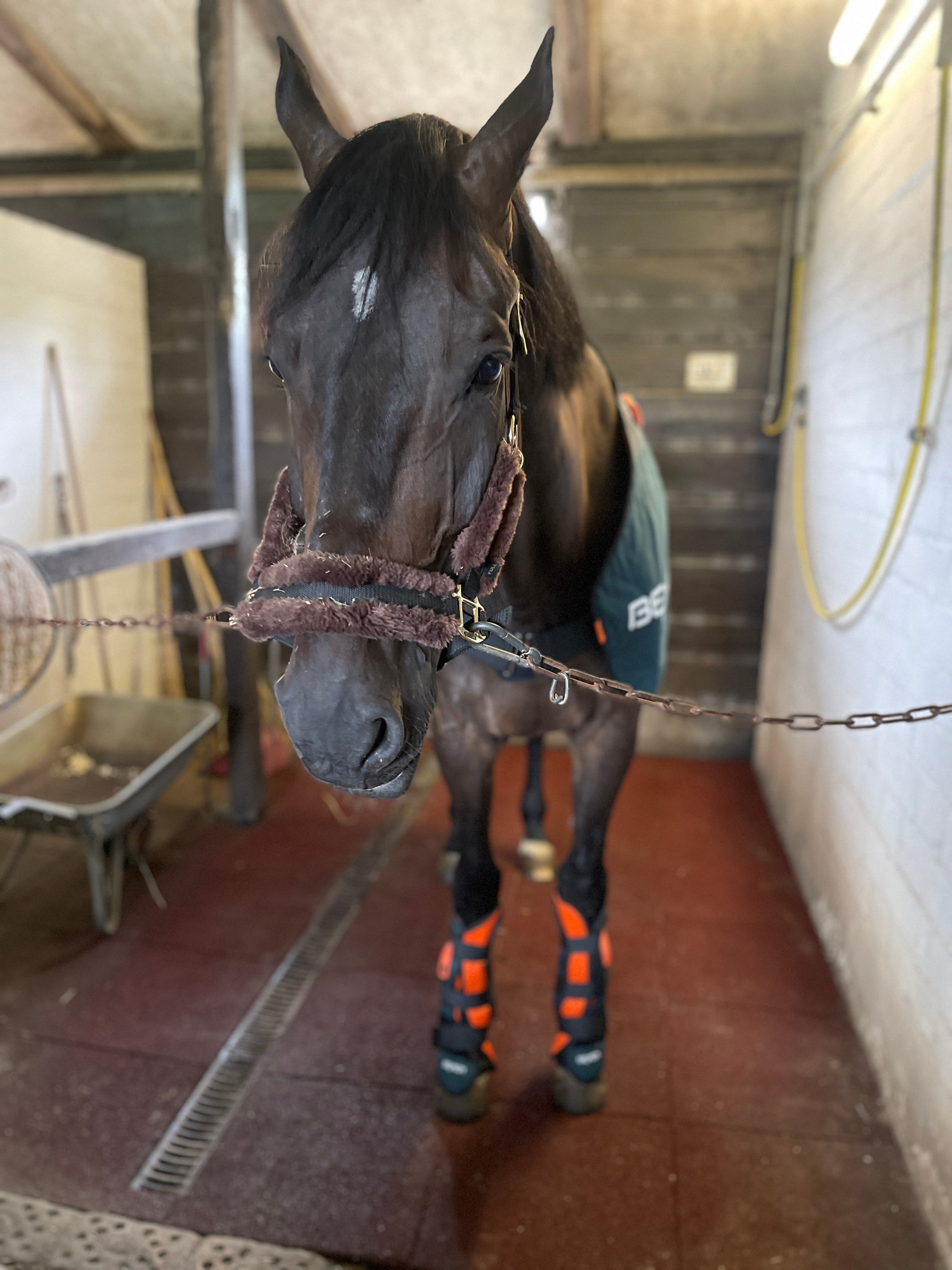 Bemer Horse Set mieten / leihen