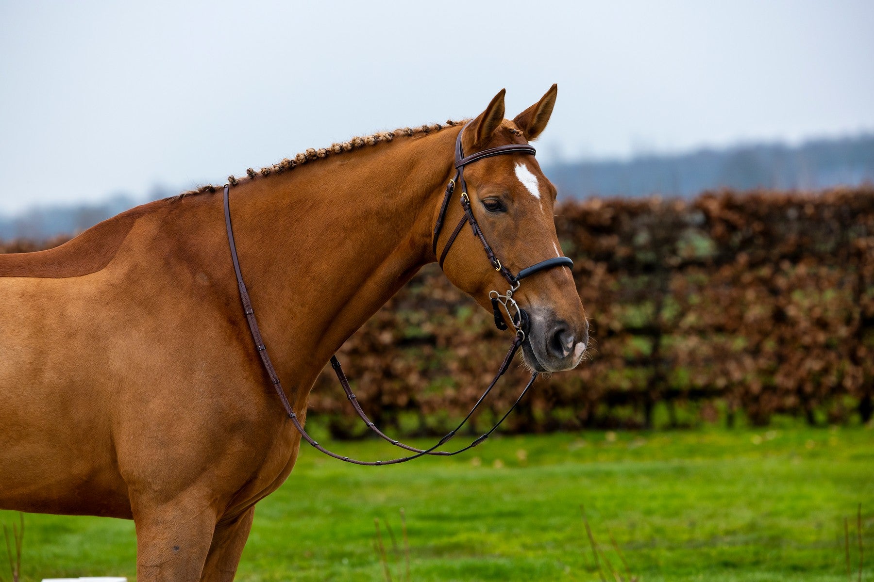 Hackamore Trense Hickstead