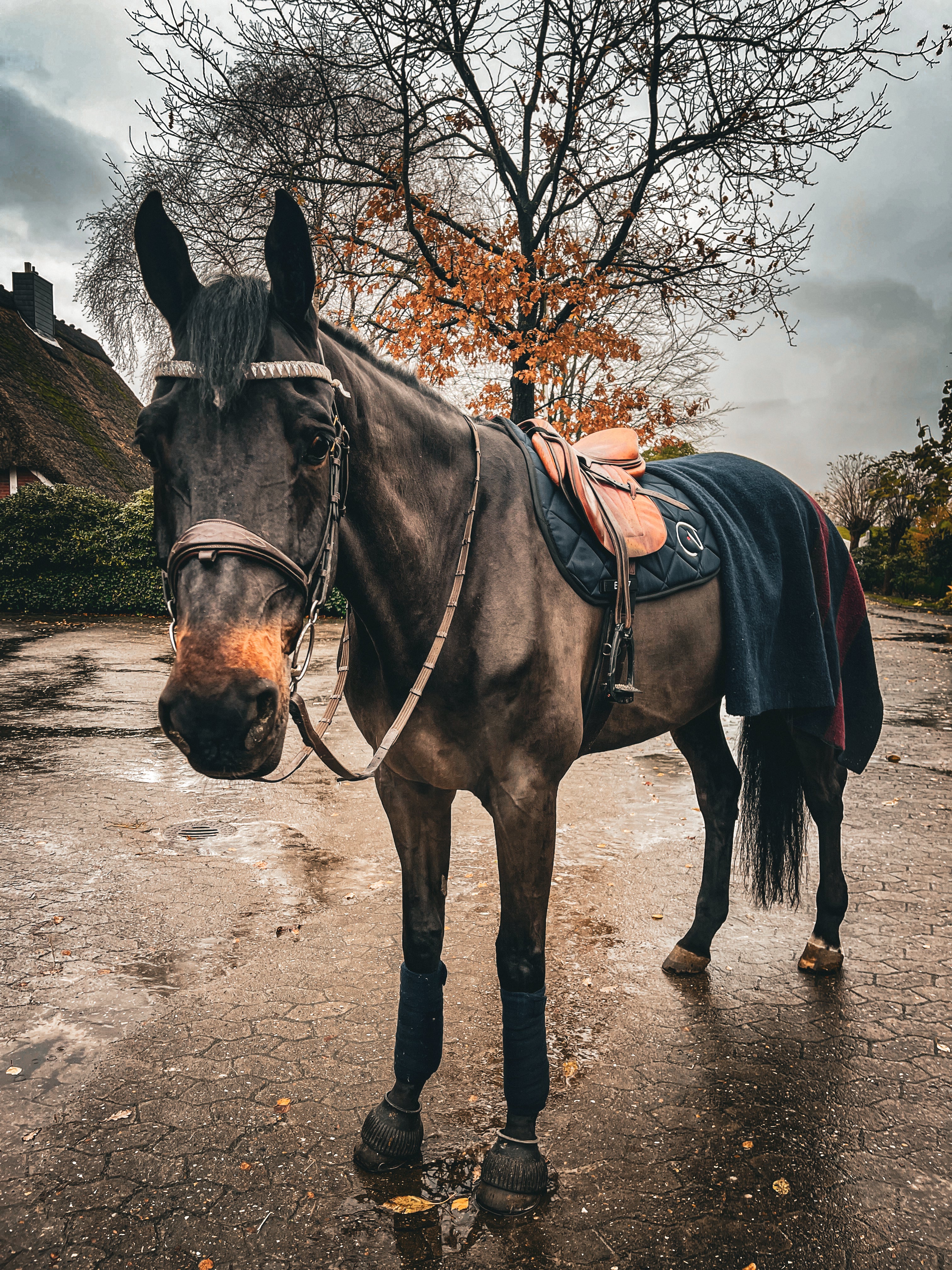 Springschabracke Diamond Blue