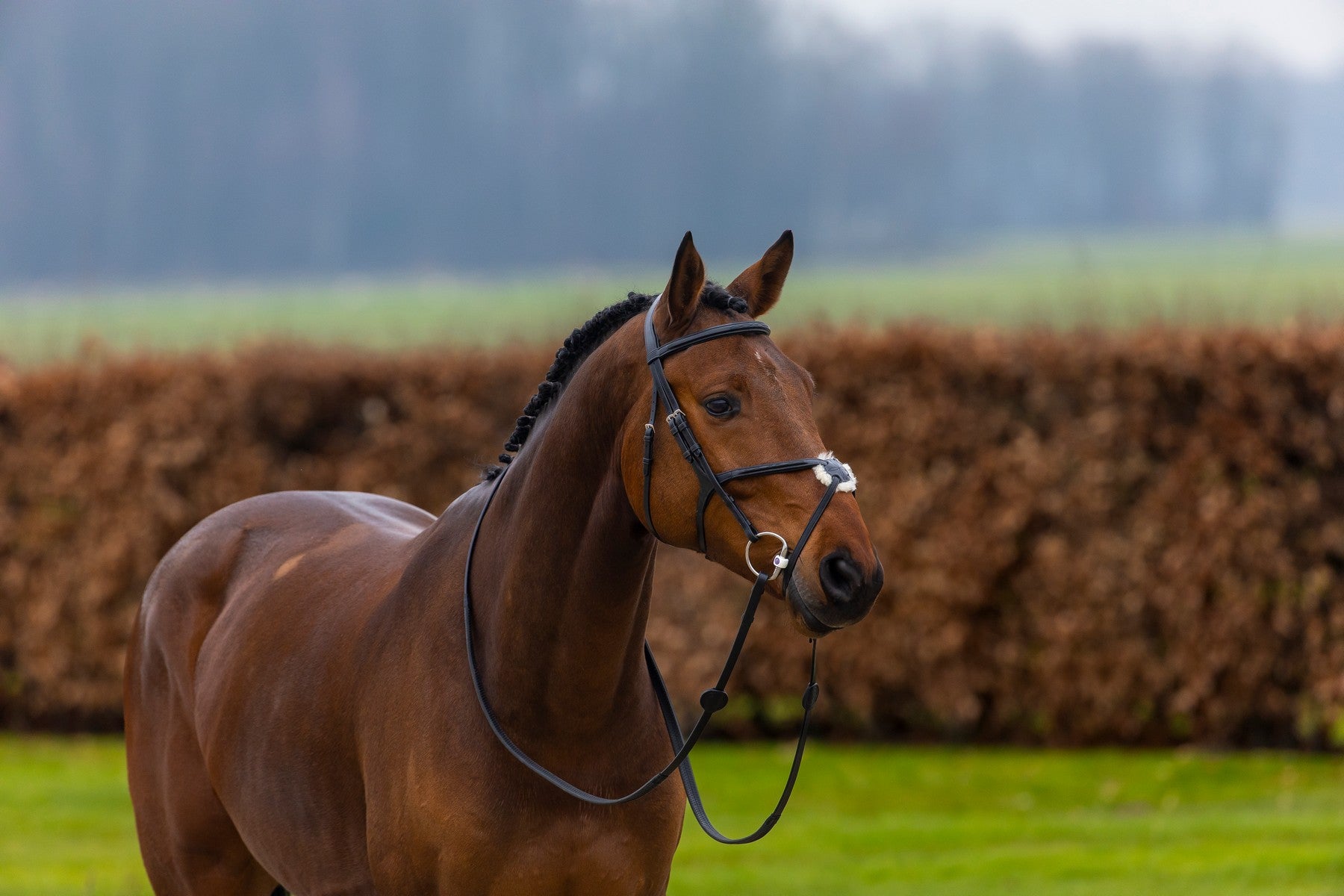 Mexikanische Trense Oslo