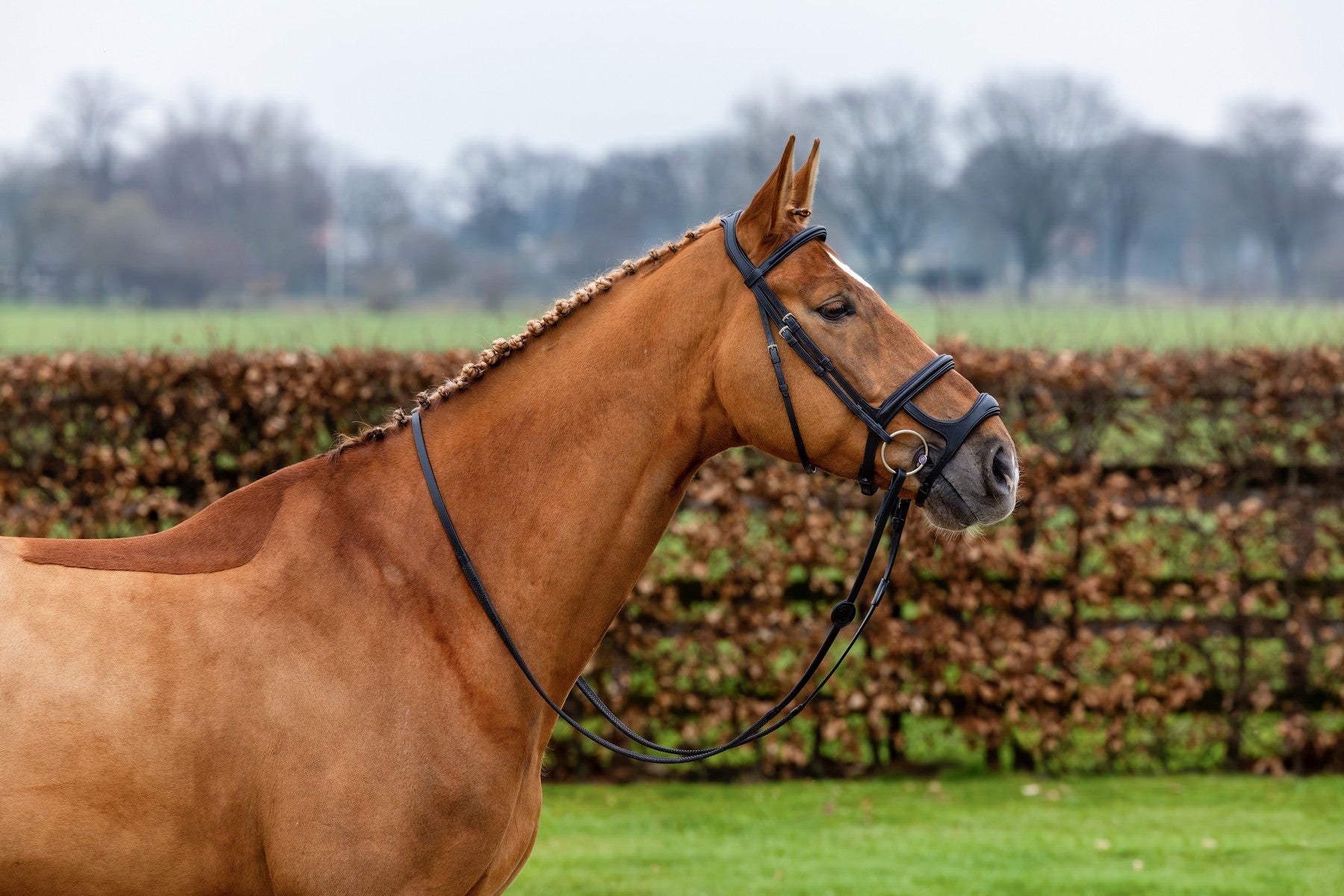 Trense Paris, doppeltes Reithalfter