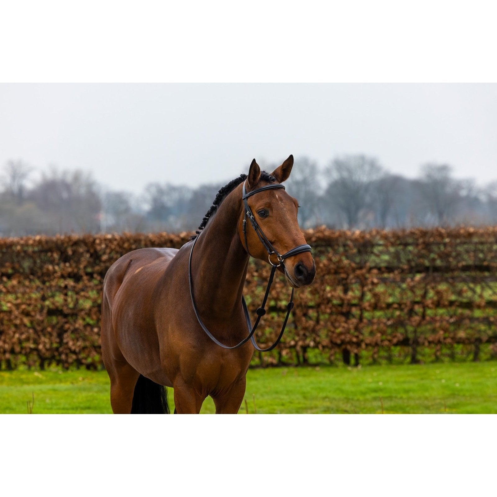 Trense Rome mit hannoverschem Reithalfter