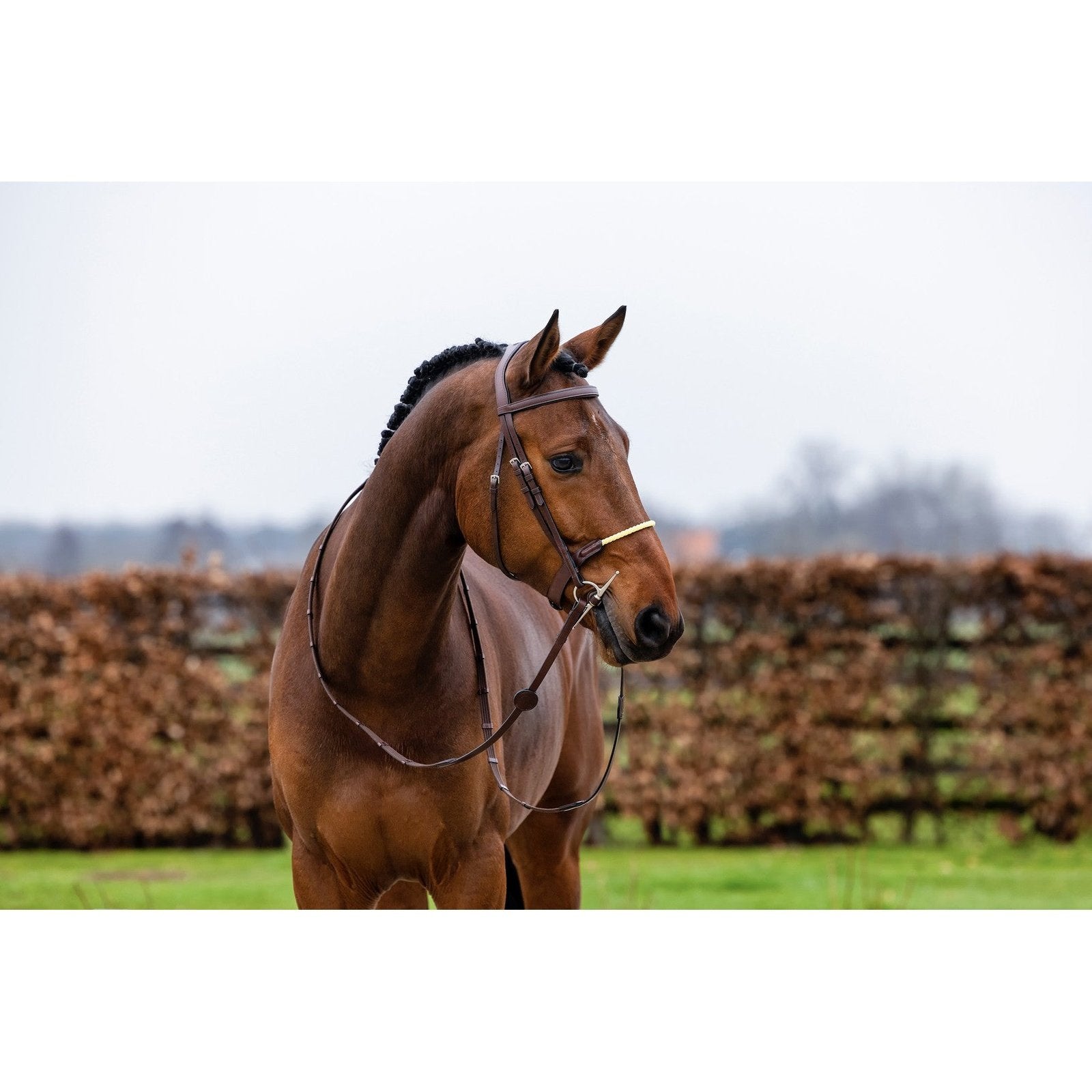 Trense St. Gallen mit Kordelreithalfter