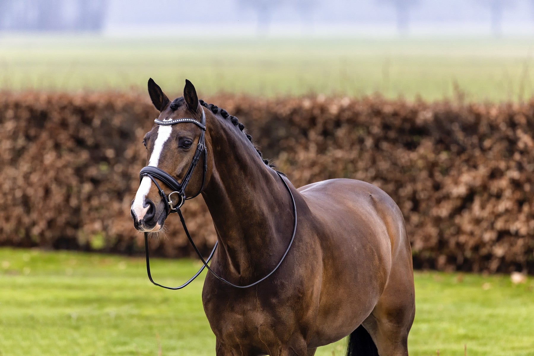 Trense Verden, schwedisch