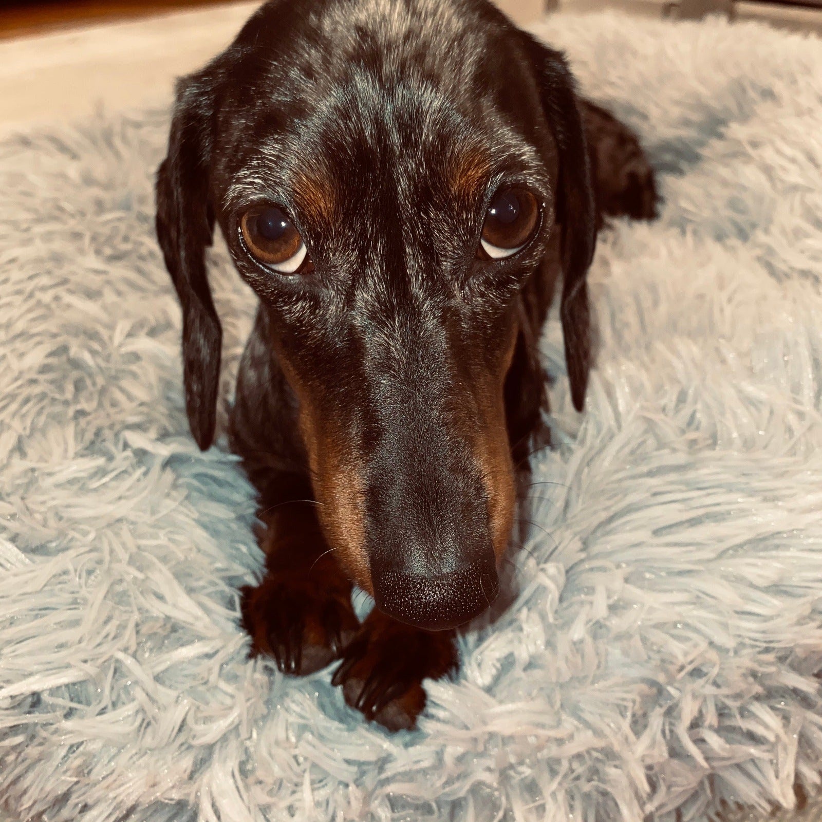 Hundebett Fluffy