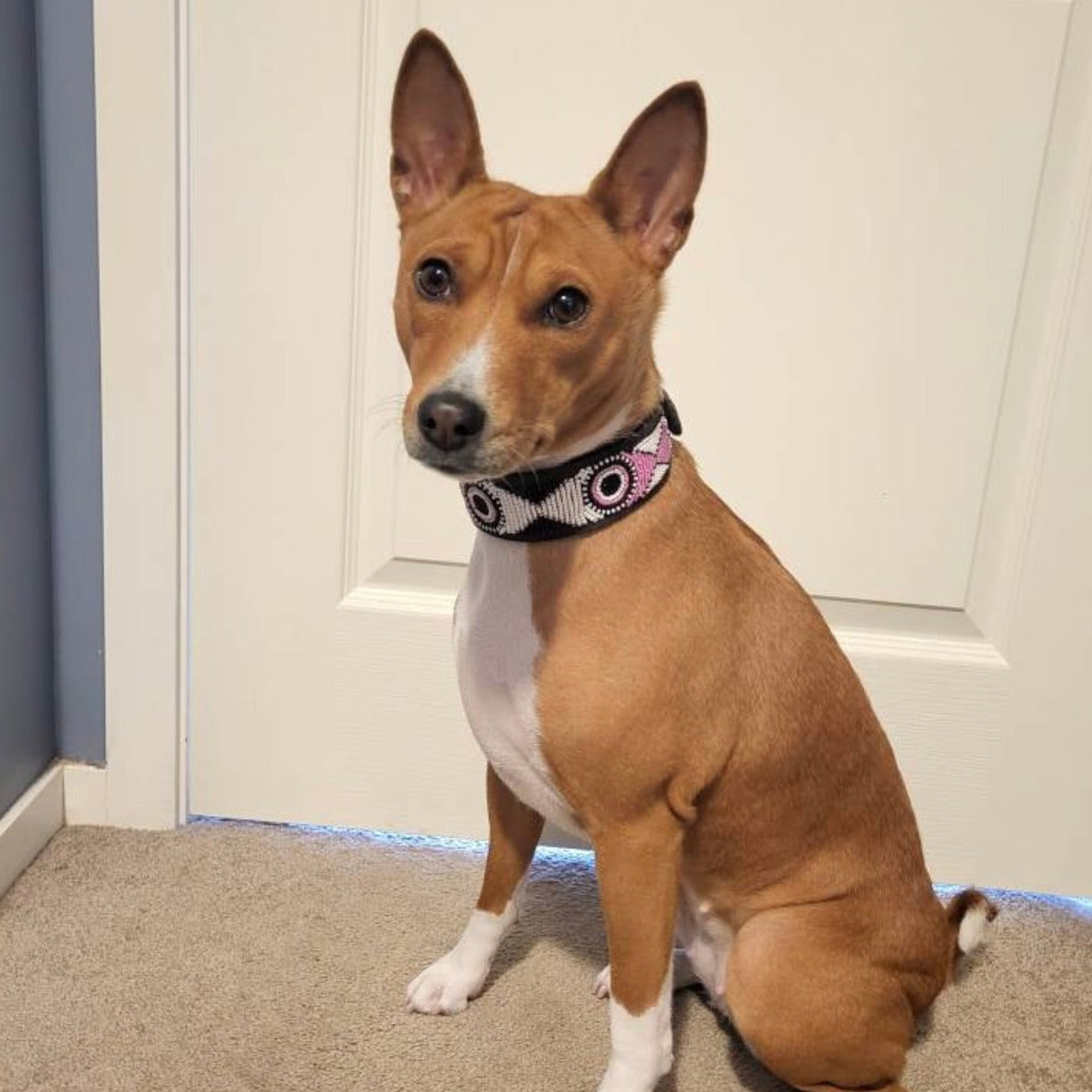 Hundehalsband Perlen Maasai Kollektion alle Designs