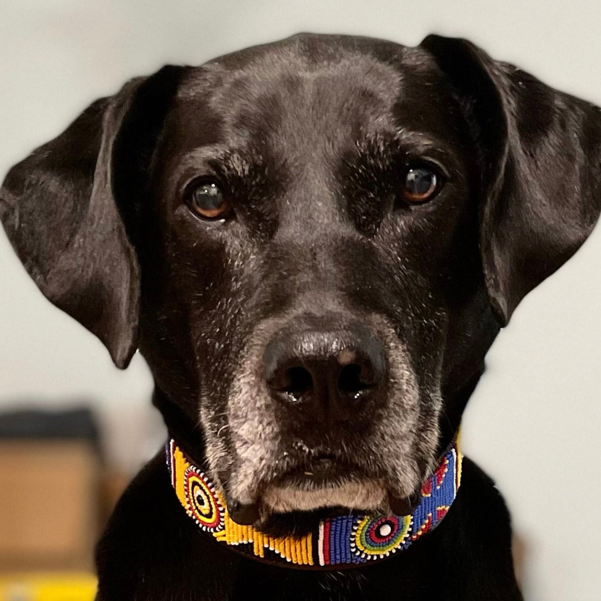 Hundehalsband Perlen Maasai Kollektion alle Designs