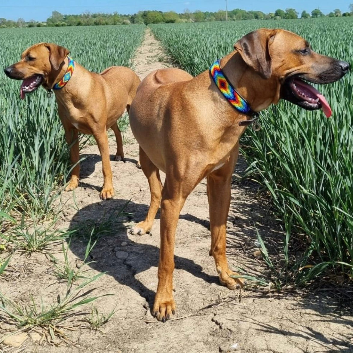 Hundehalsband Perlen Maasai Kollektion alle Designs
