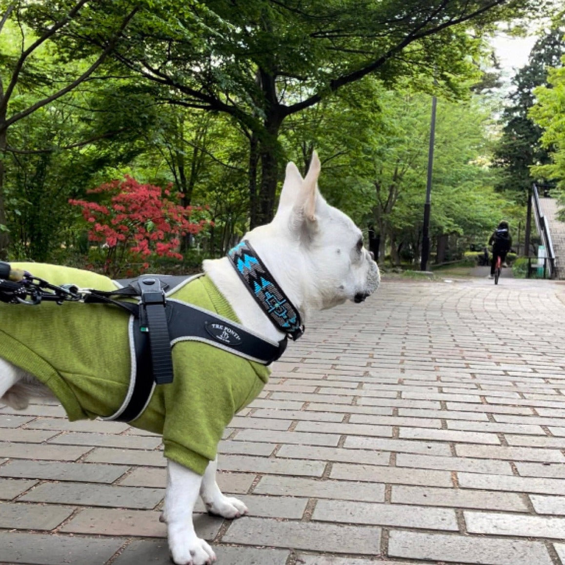 Hundehalsband Perlen Maasai Kollektion alle Designs