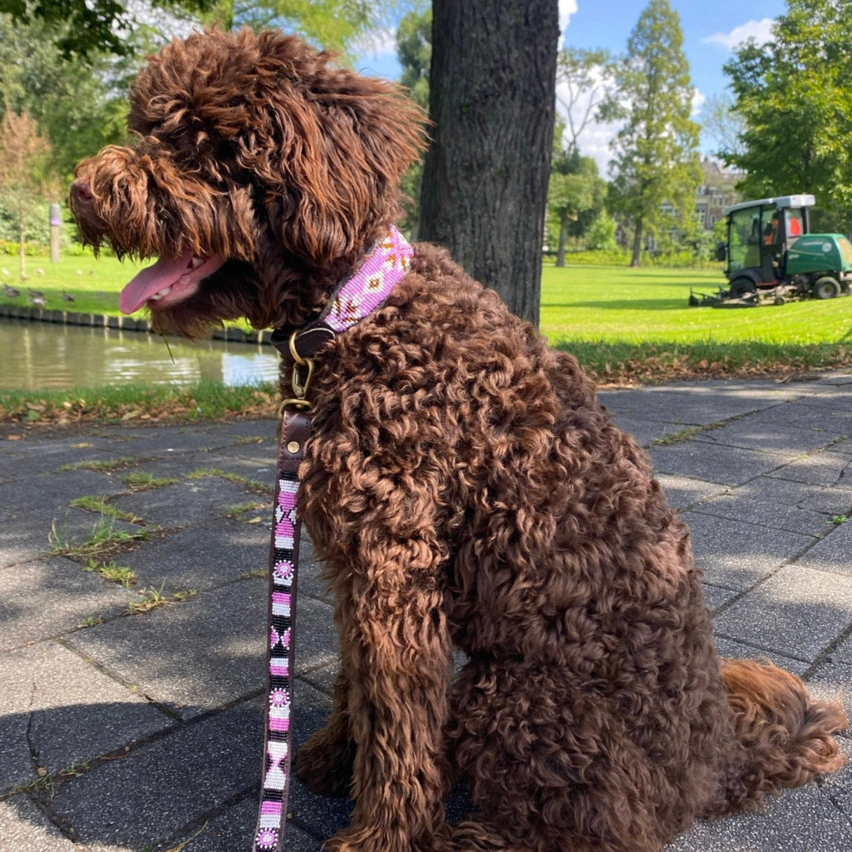 Hundehalsband Perlen Maasai Kollektion alle Designs