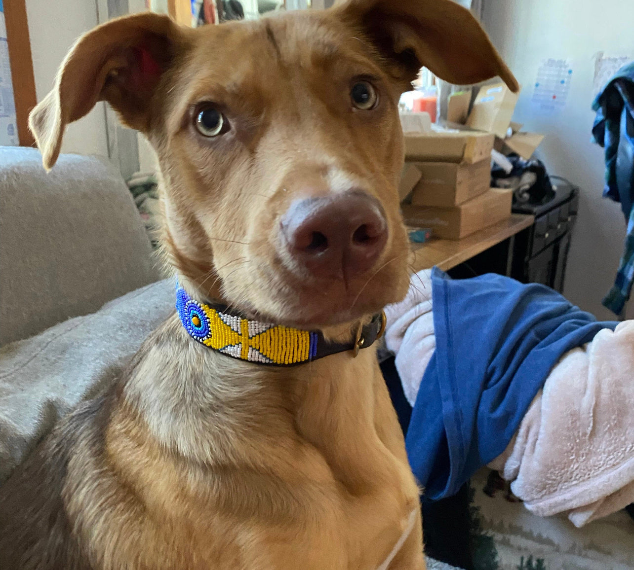 Hundehalsband Perlen Maasai Kollektion alle Designs