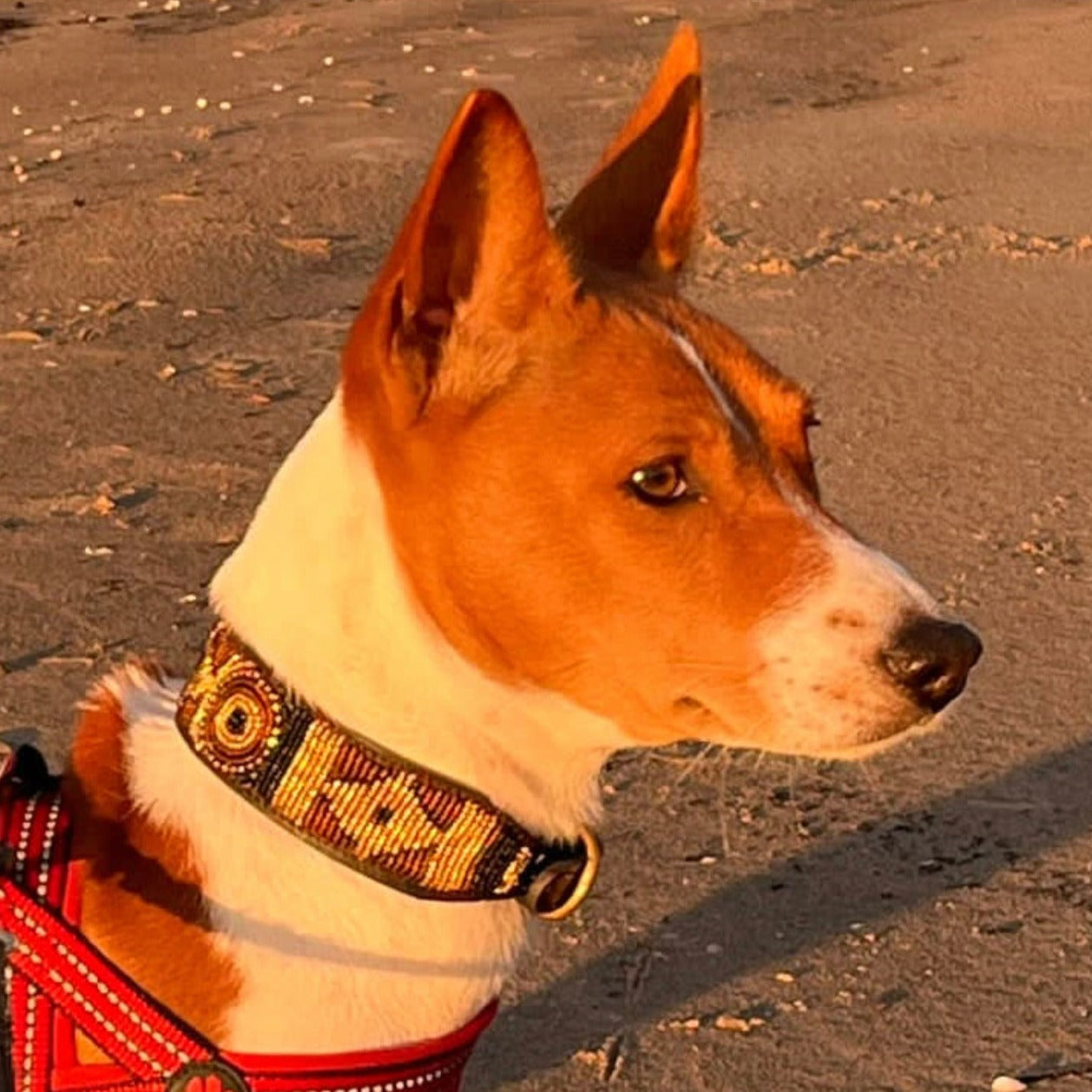 Hundehalsband Perlen Maasai Kollektion alle Designs