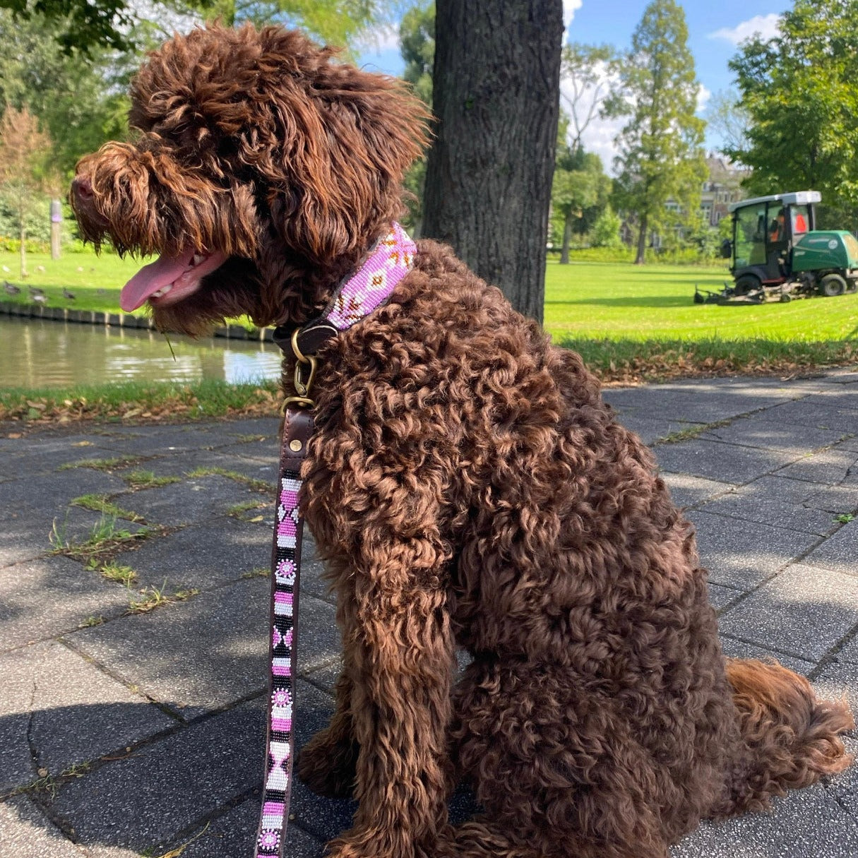 Hundeleine Perlen Maasai Kollektion alle Designs