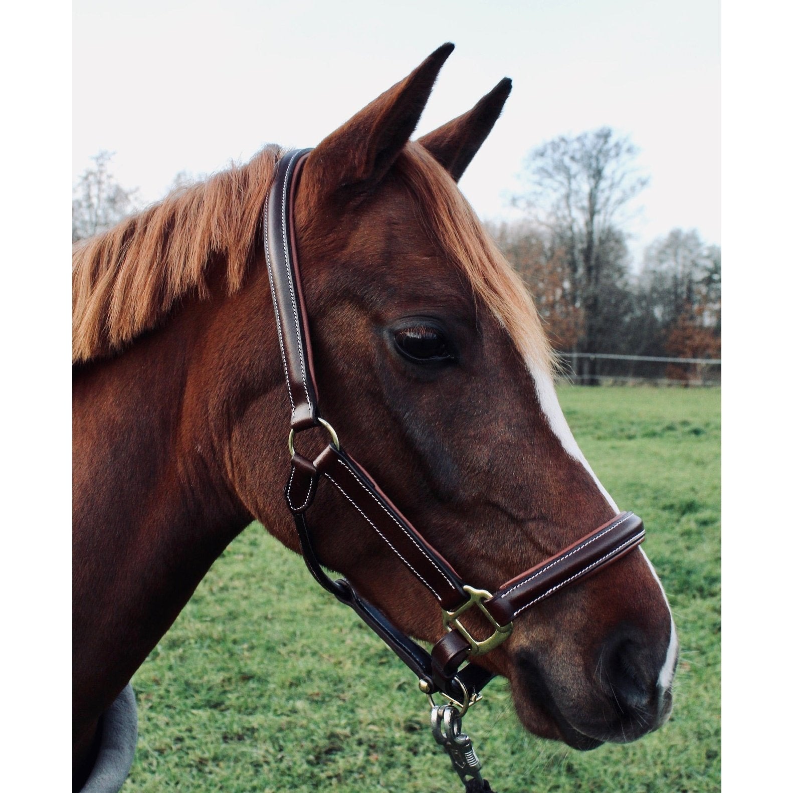 Lederhalfter extra soft