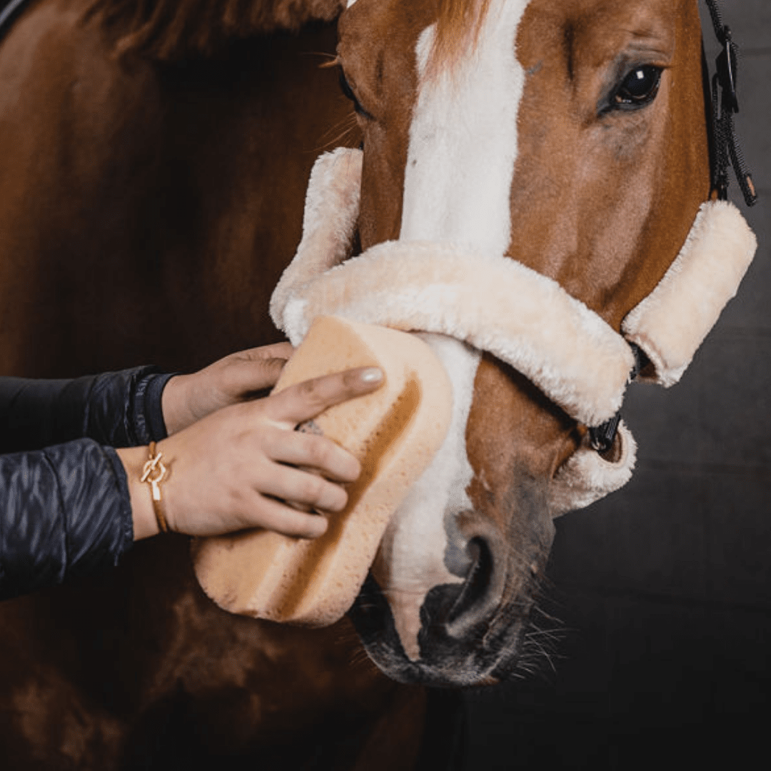 Pferdepflege Schwamm Grip