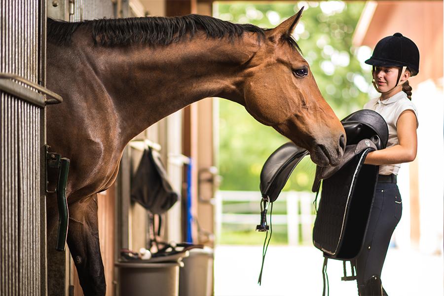 Sattelpad Dressur Comfort 18mm