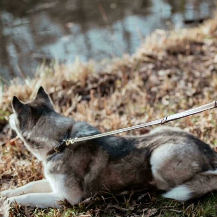 Verstellbare Hundeleine