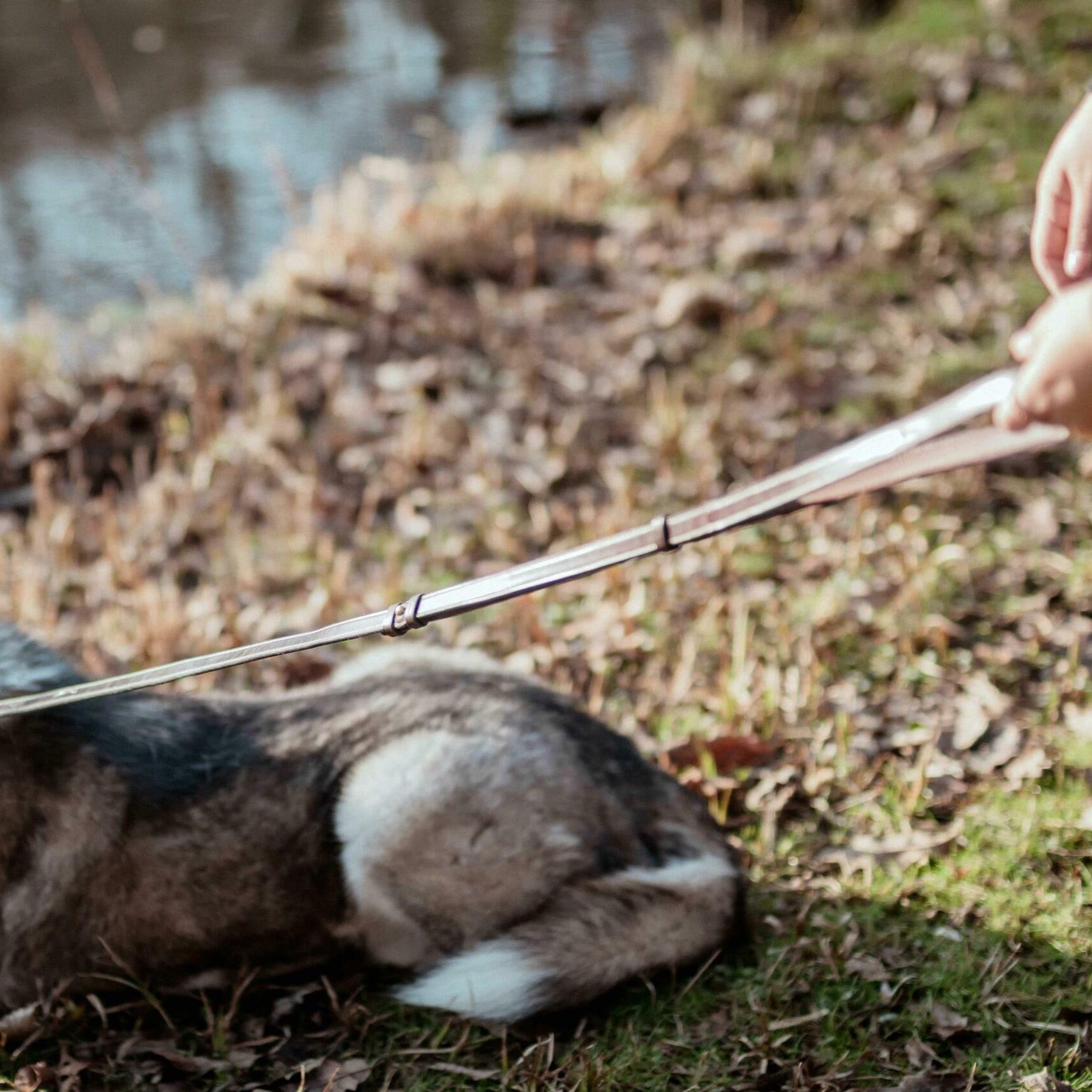 Verstellbare Hundeleine