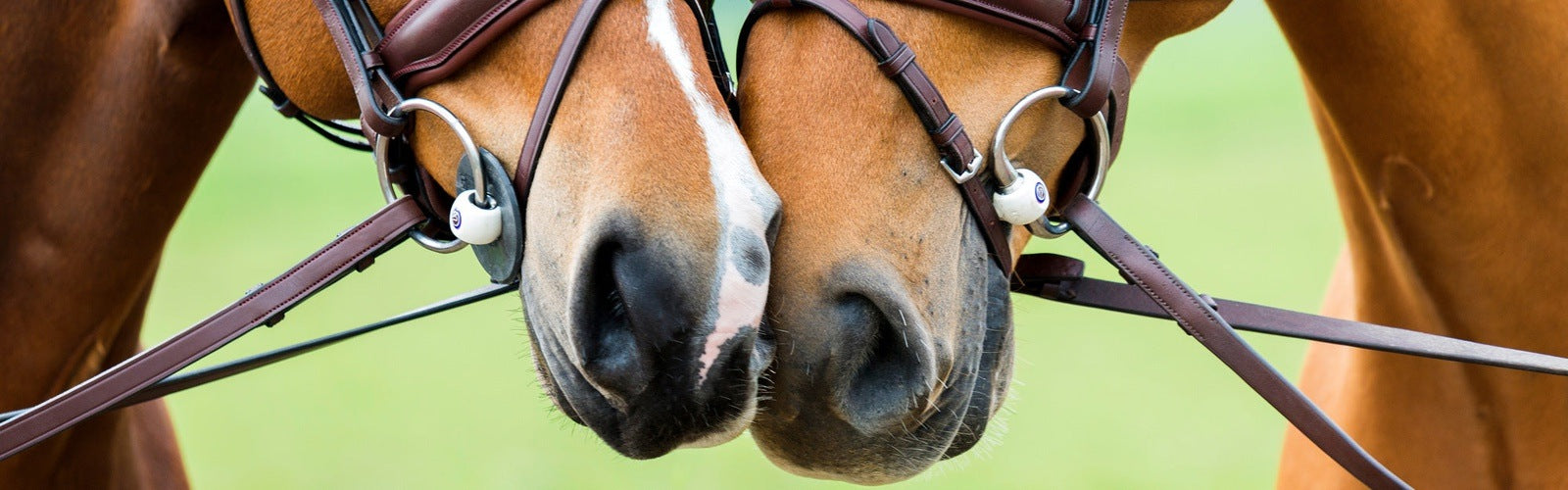 Zubehör für Gebisse JR Equestrian Boutique