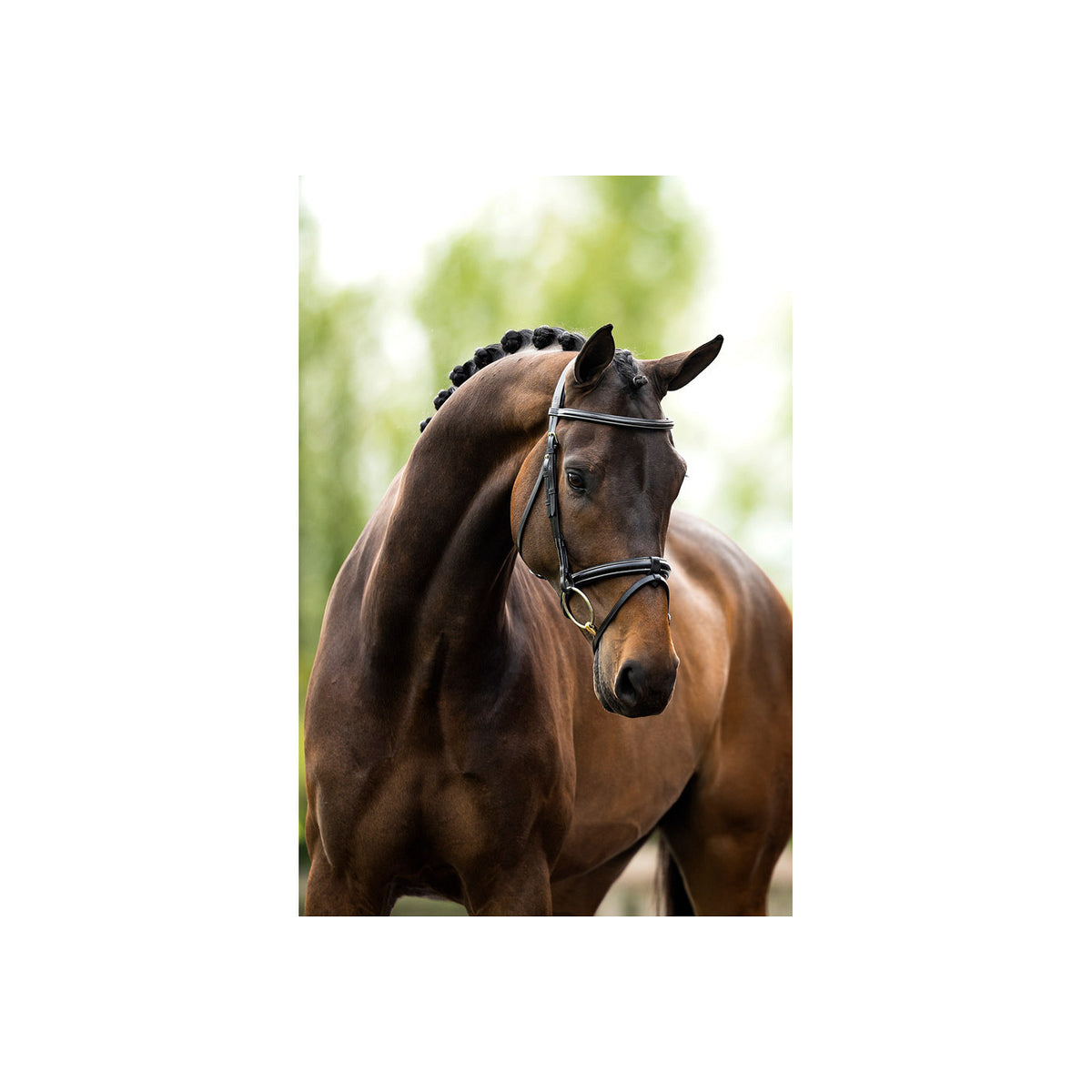 BR Trensenzaum Kendal