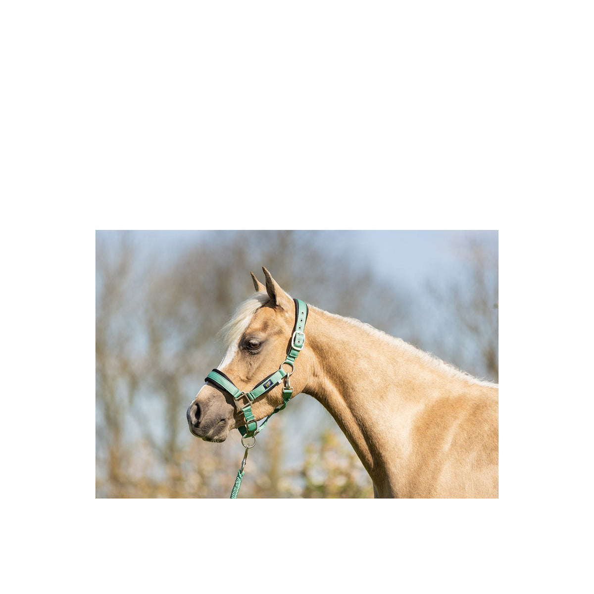 BR Mini Horse Halfter mit Anbindestrick
