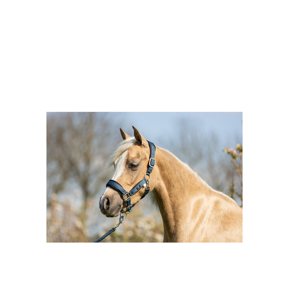 BR Mini Horse Halfter mit Anbindestrick