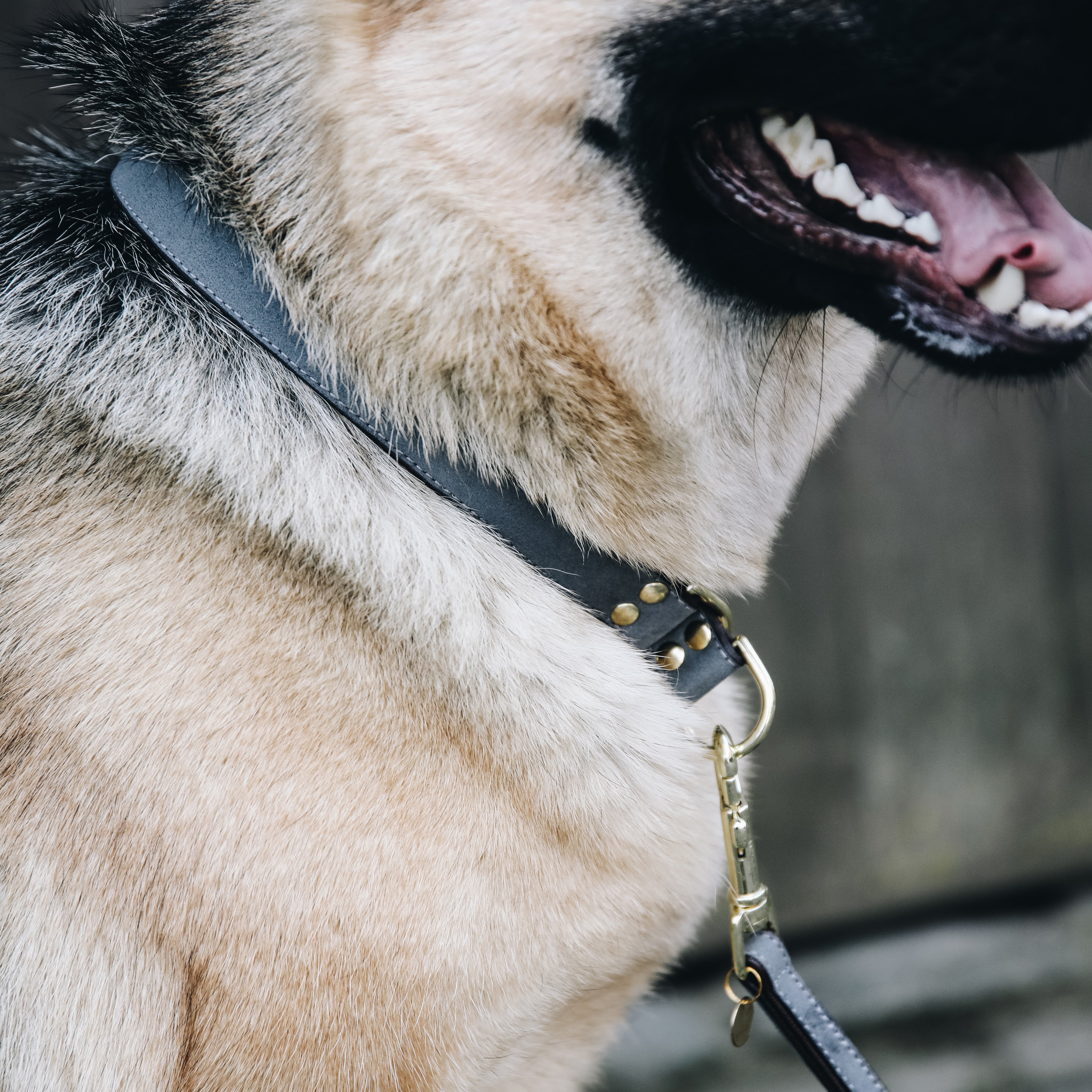 Hunde Halsband Loop