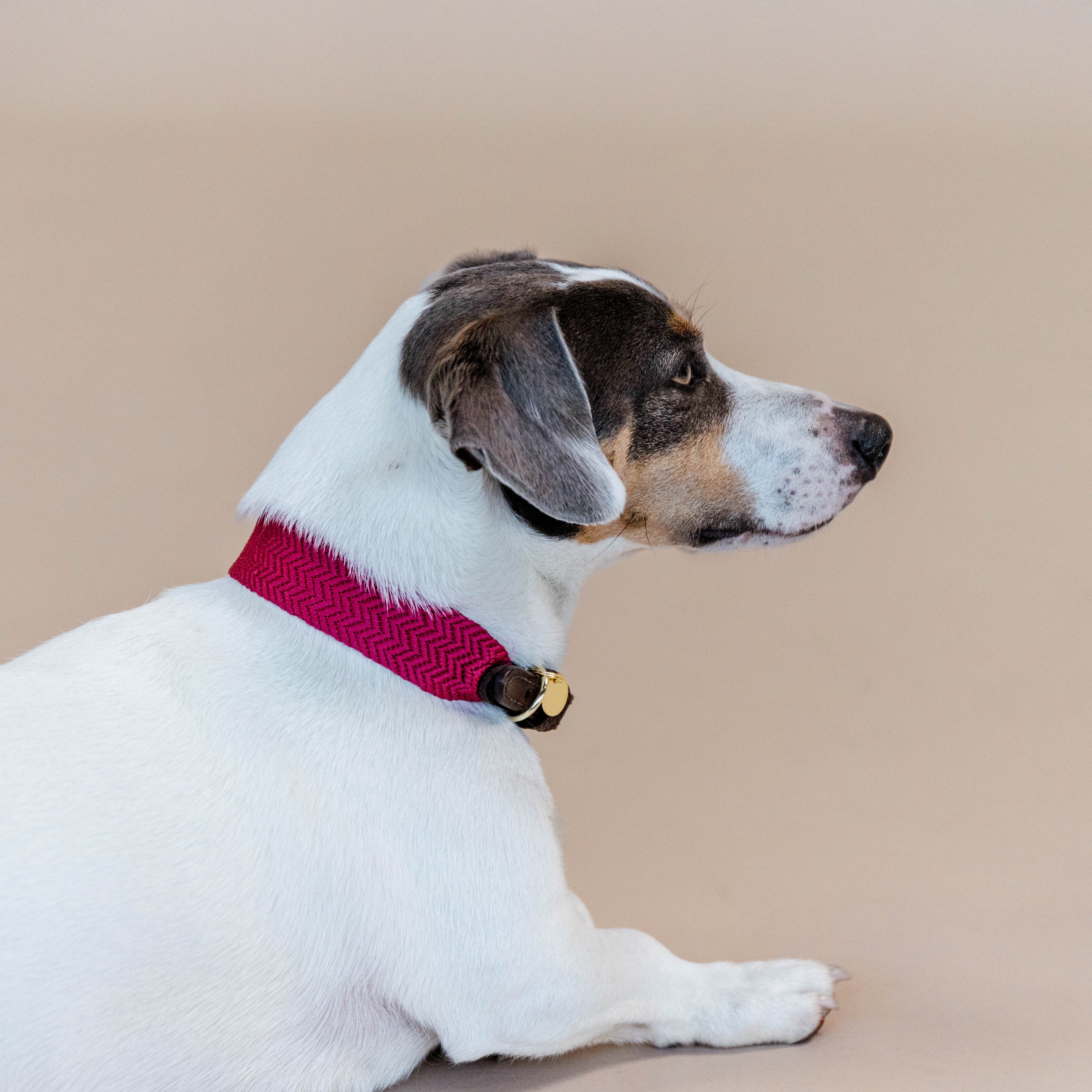 Hunde Halsband Jacquard