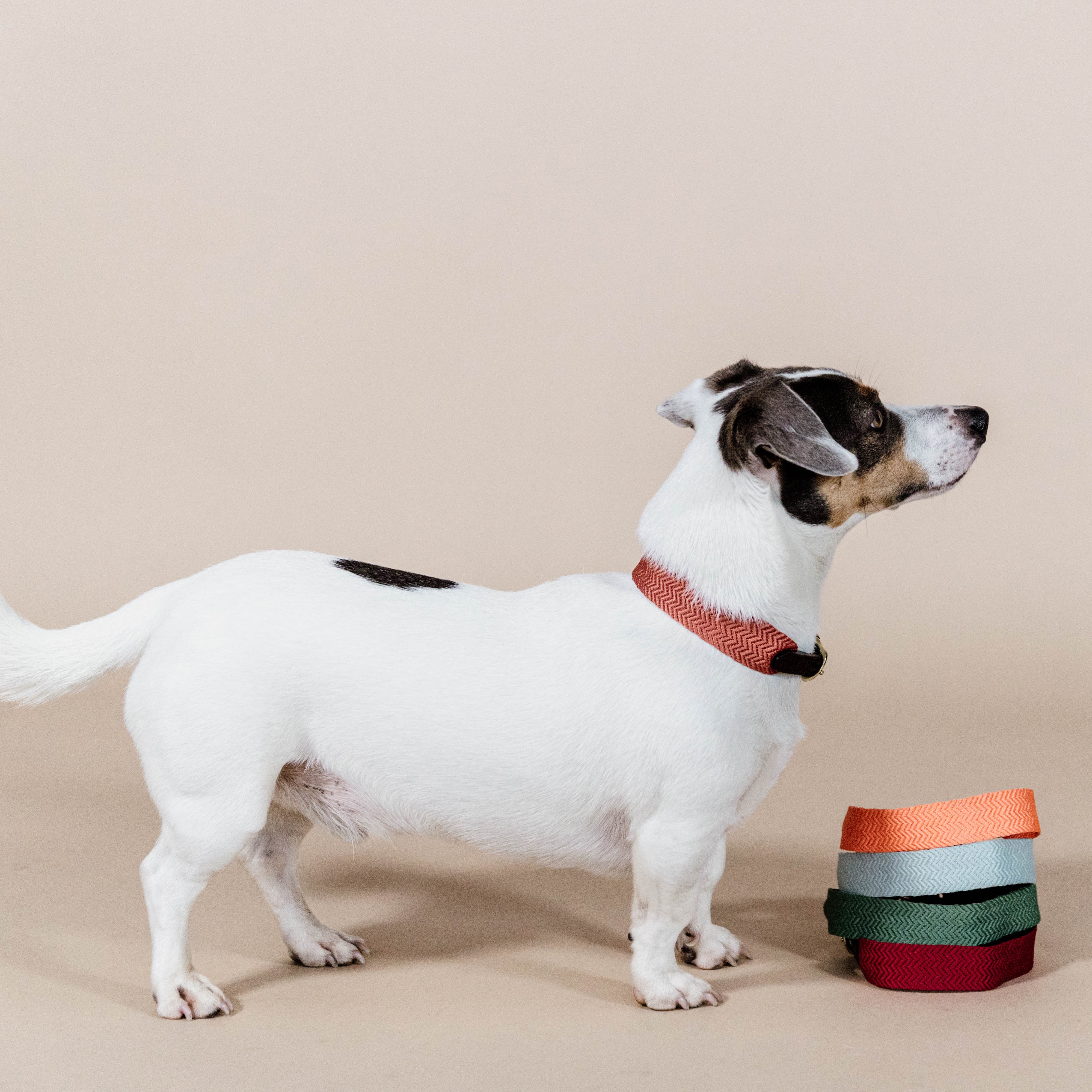 Hunde Halsband Jacquard