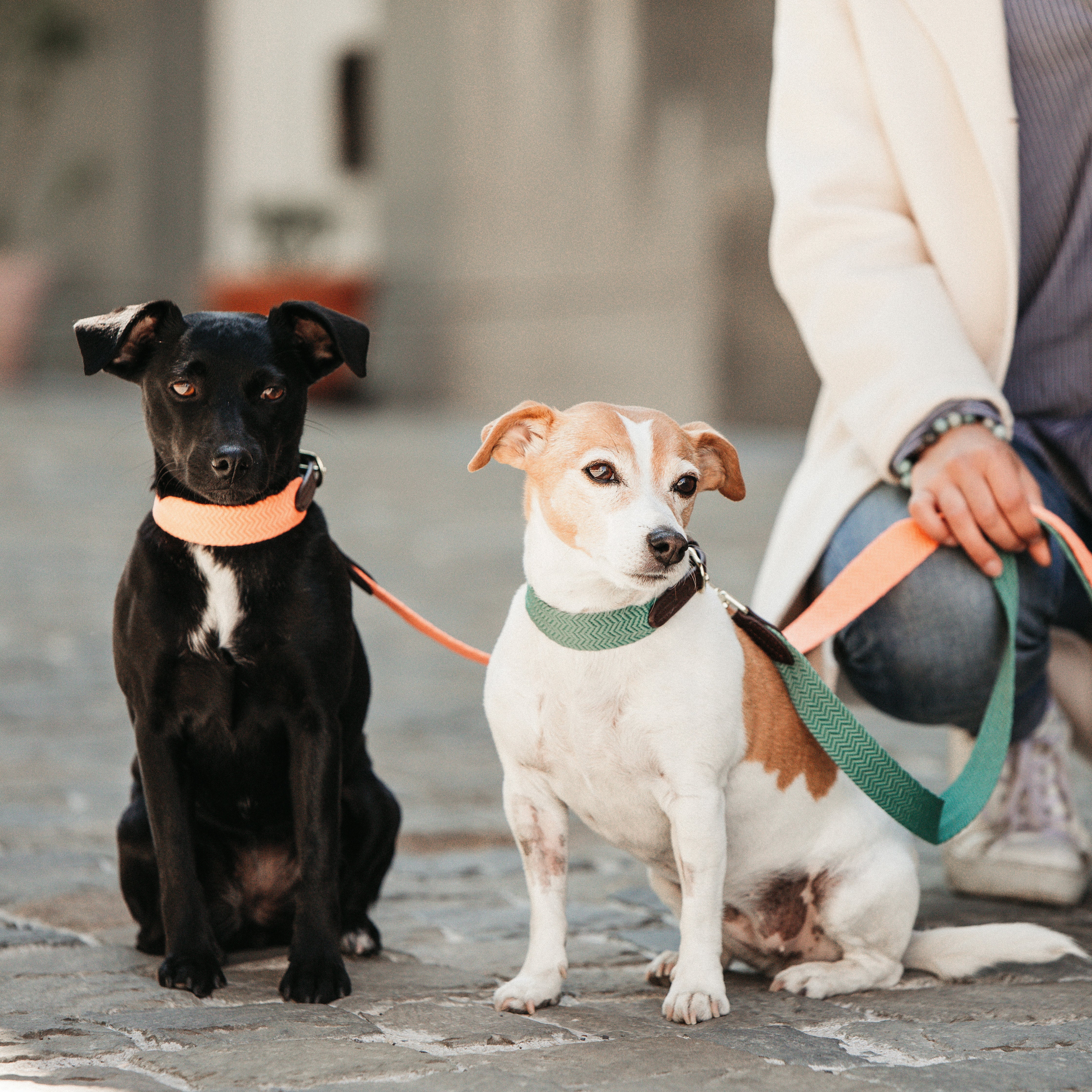 Hunde Halsband Jacquard