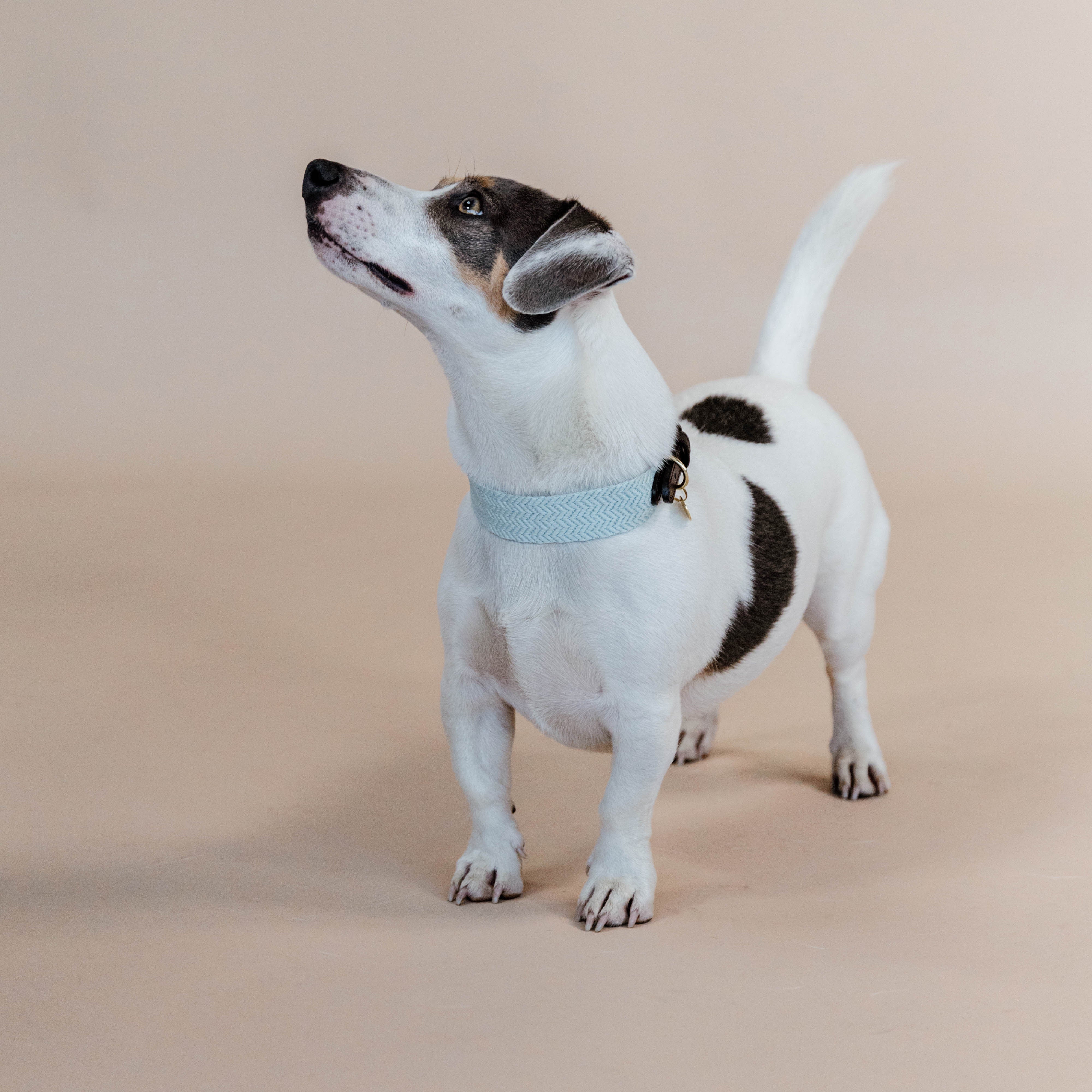 Hunde Halsband Jacquard
