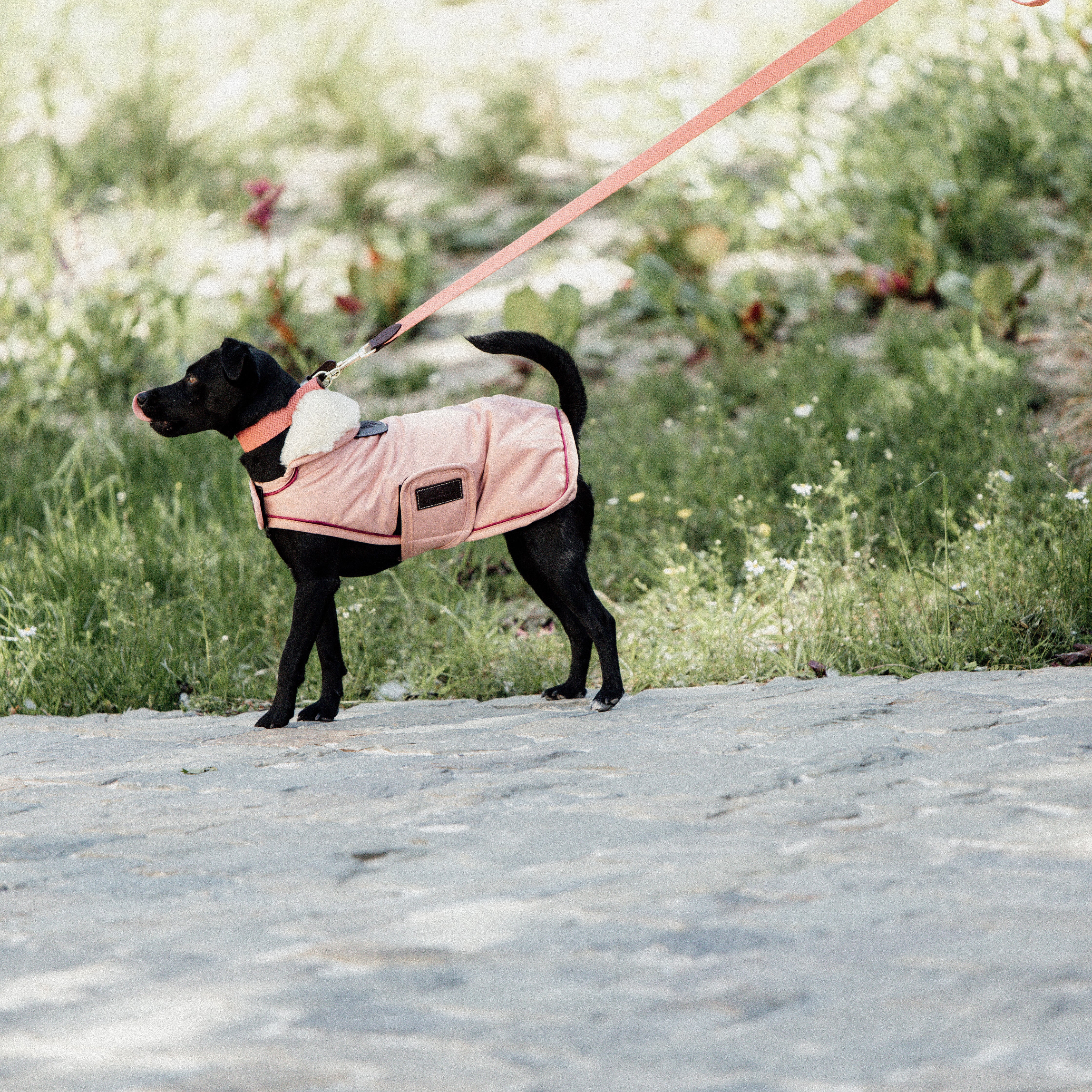 Hunde Leine Jacquard
